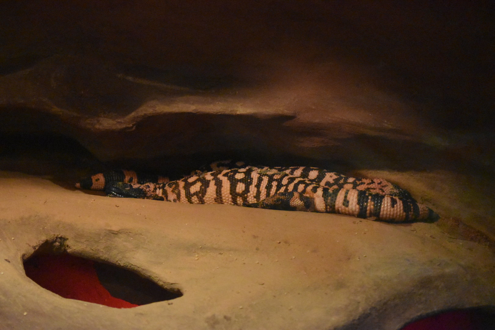 Gila monsters (Heloderma suspectum)