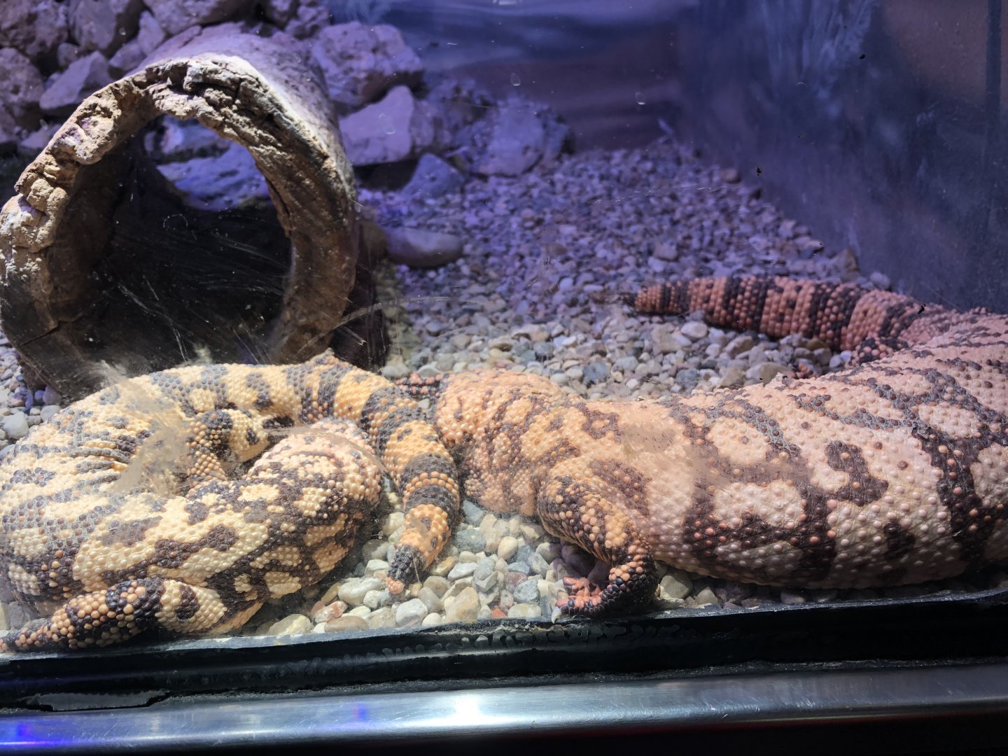 Gila Monsters | Henry Vilas Zoo