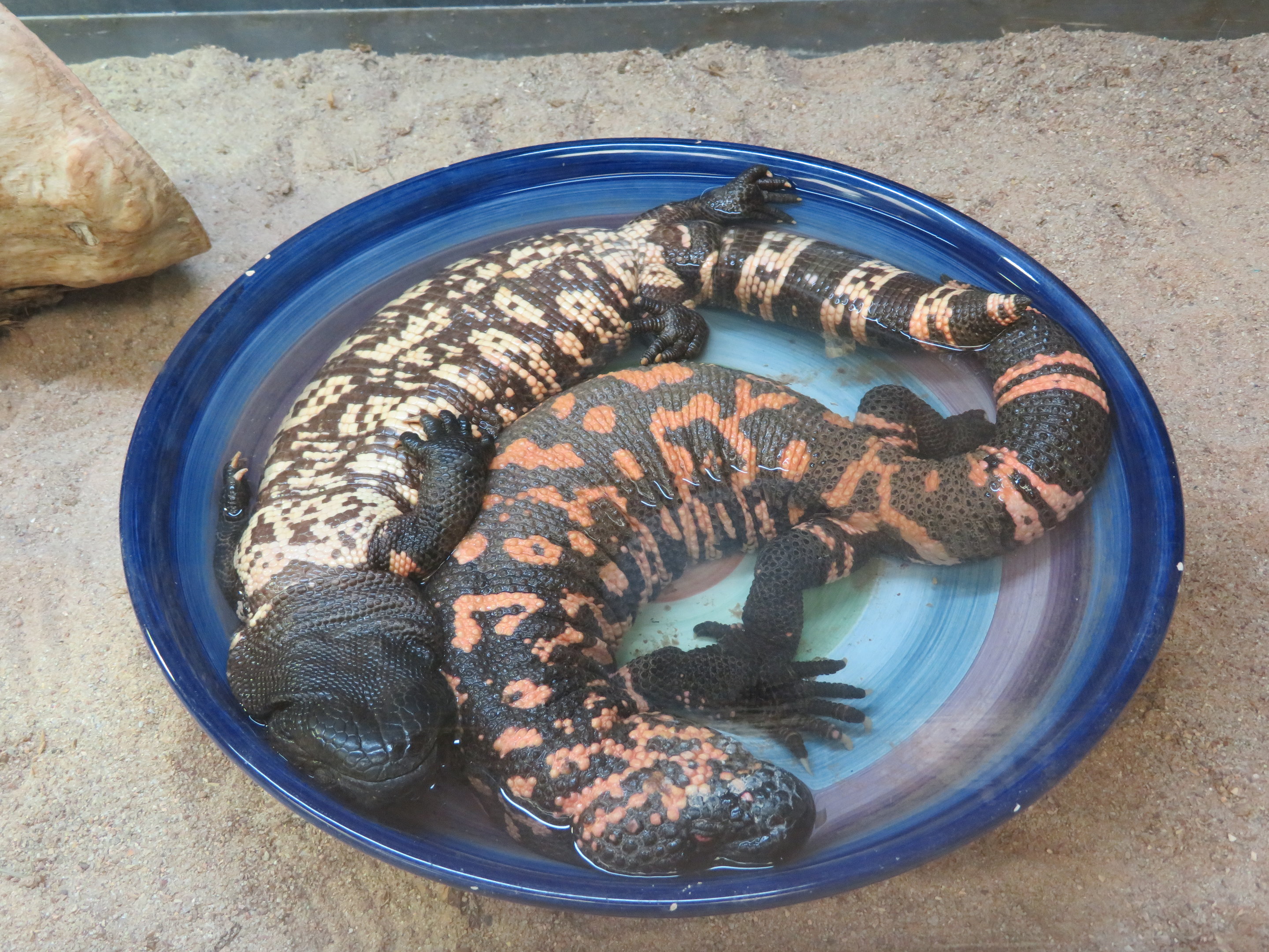 Gila Monsters Napbathing