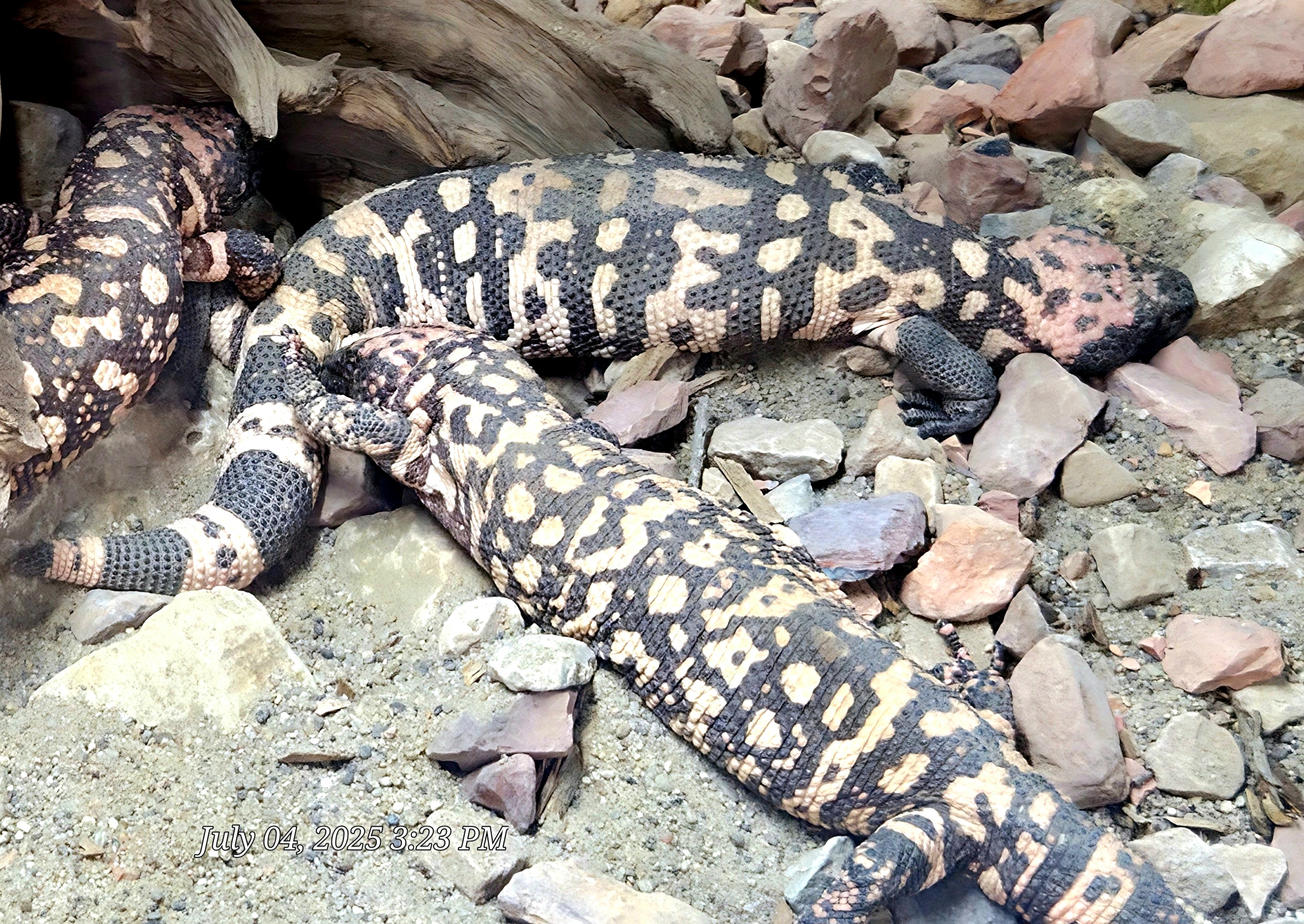 Gila Monsters - Reptile Gardens