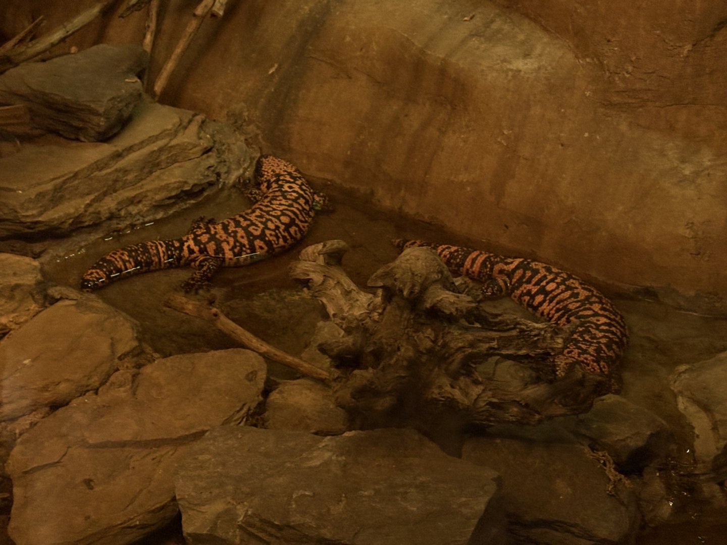 Gila Monsters - Seen January 26, 2025