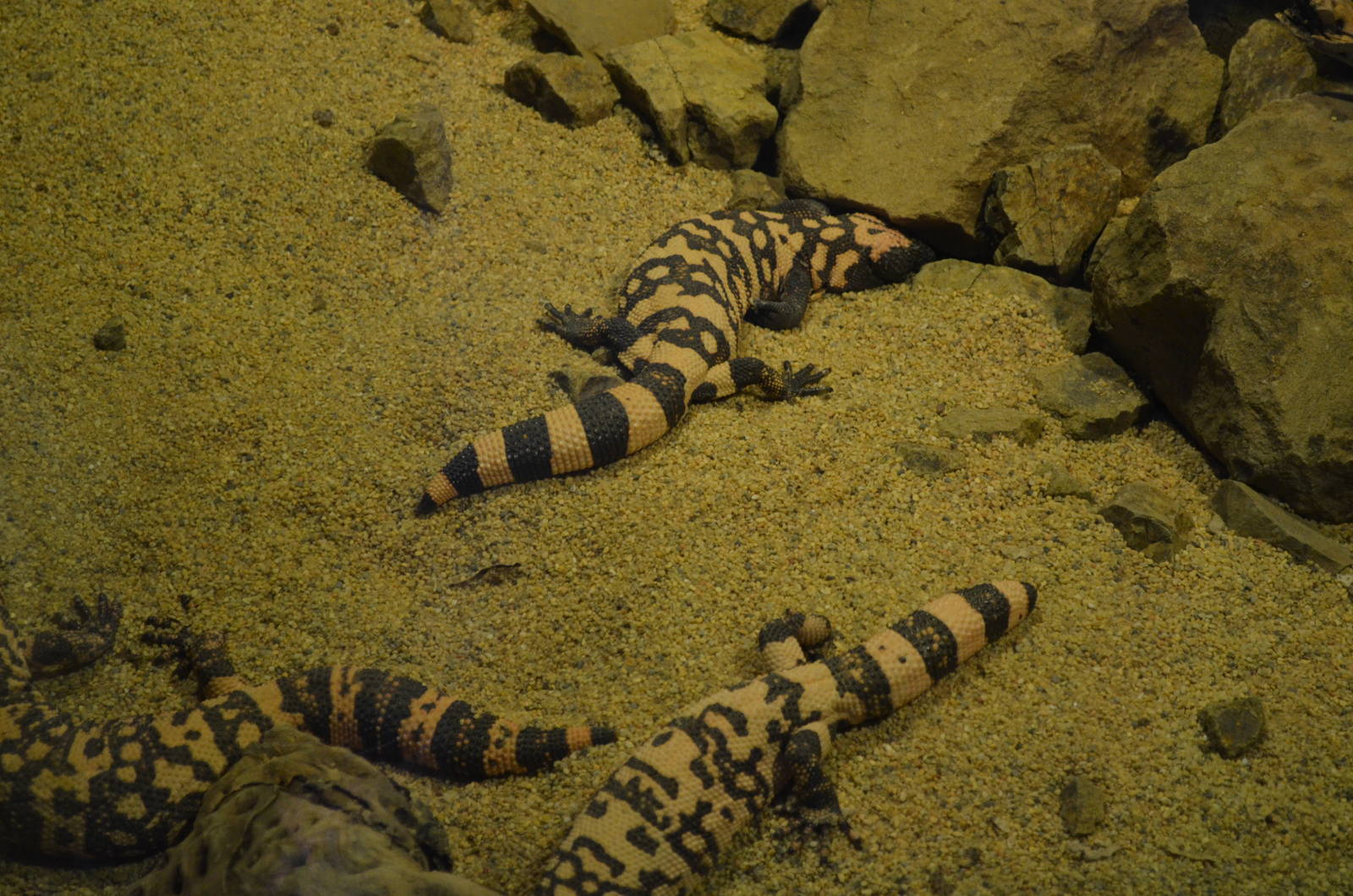 GILA MONSTERS