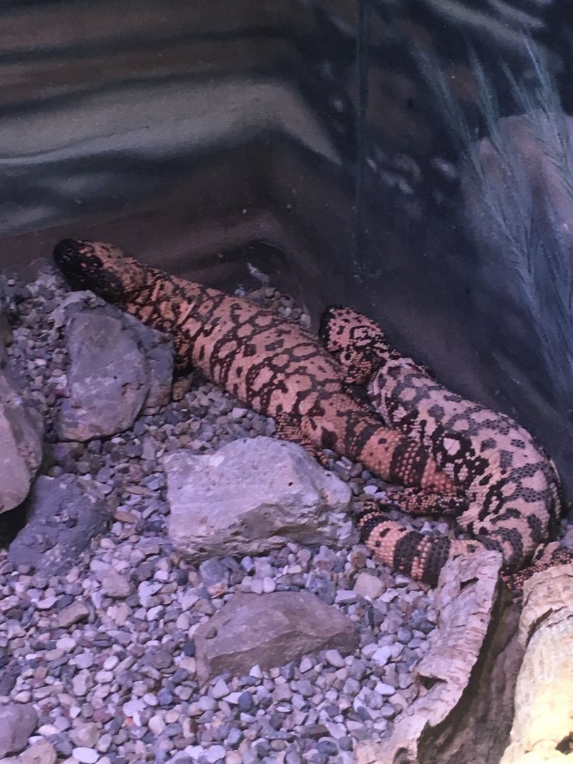 Gila Monsters