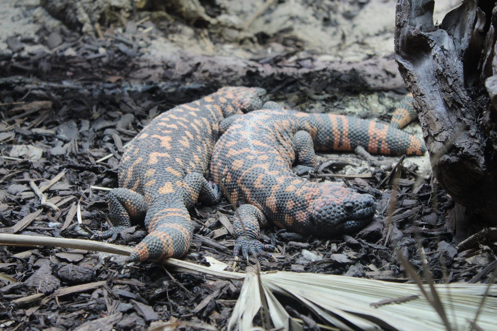Gila Monsters