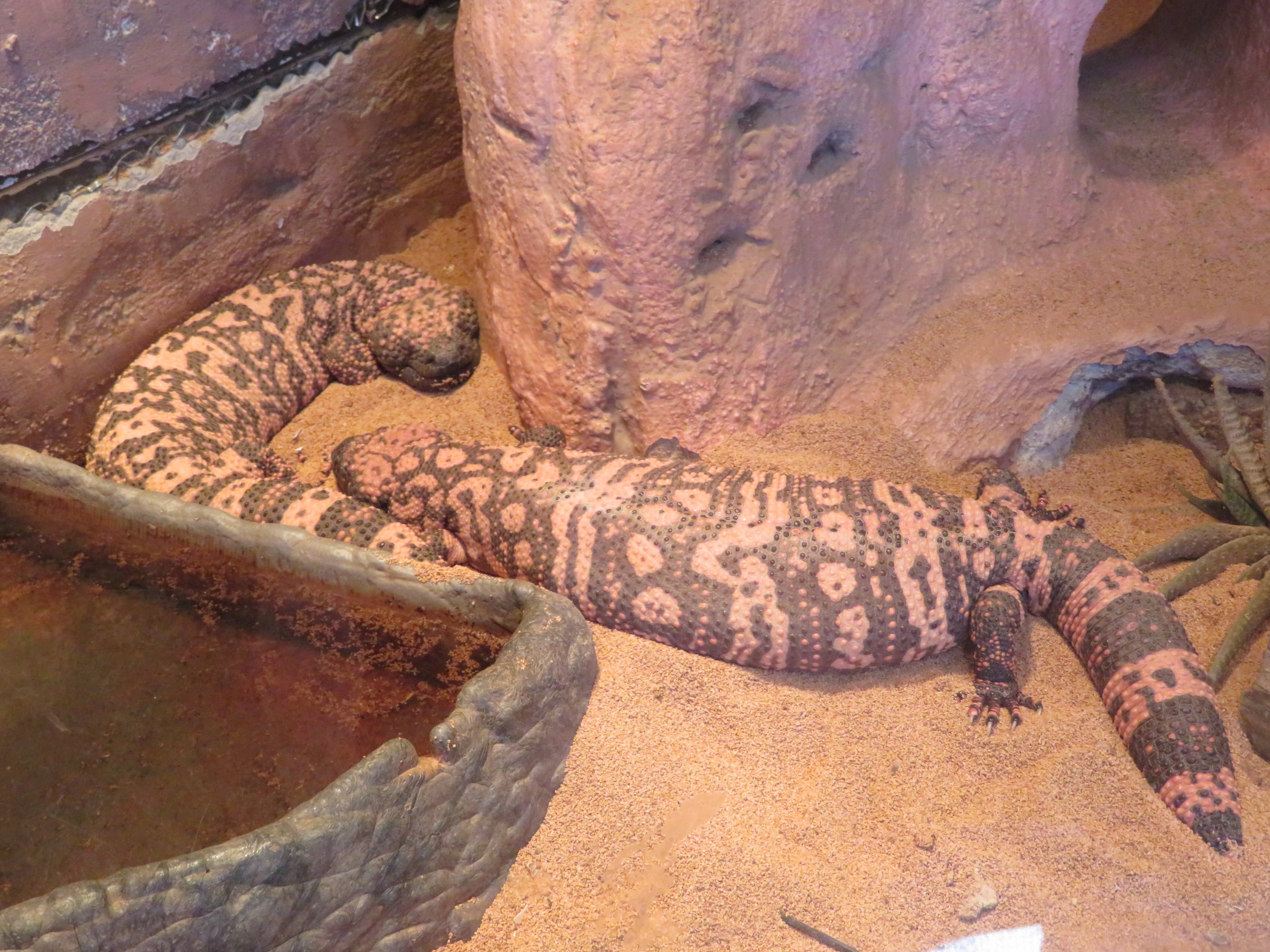 Gila Monsters