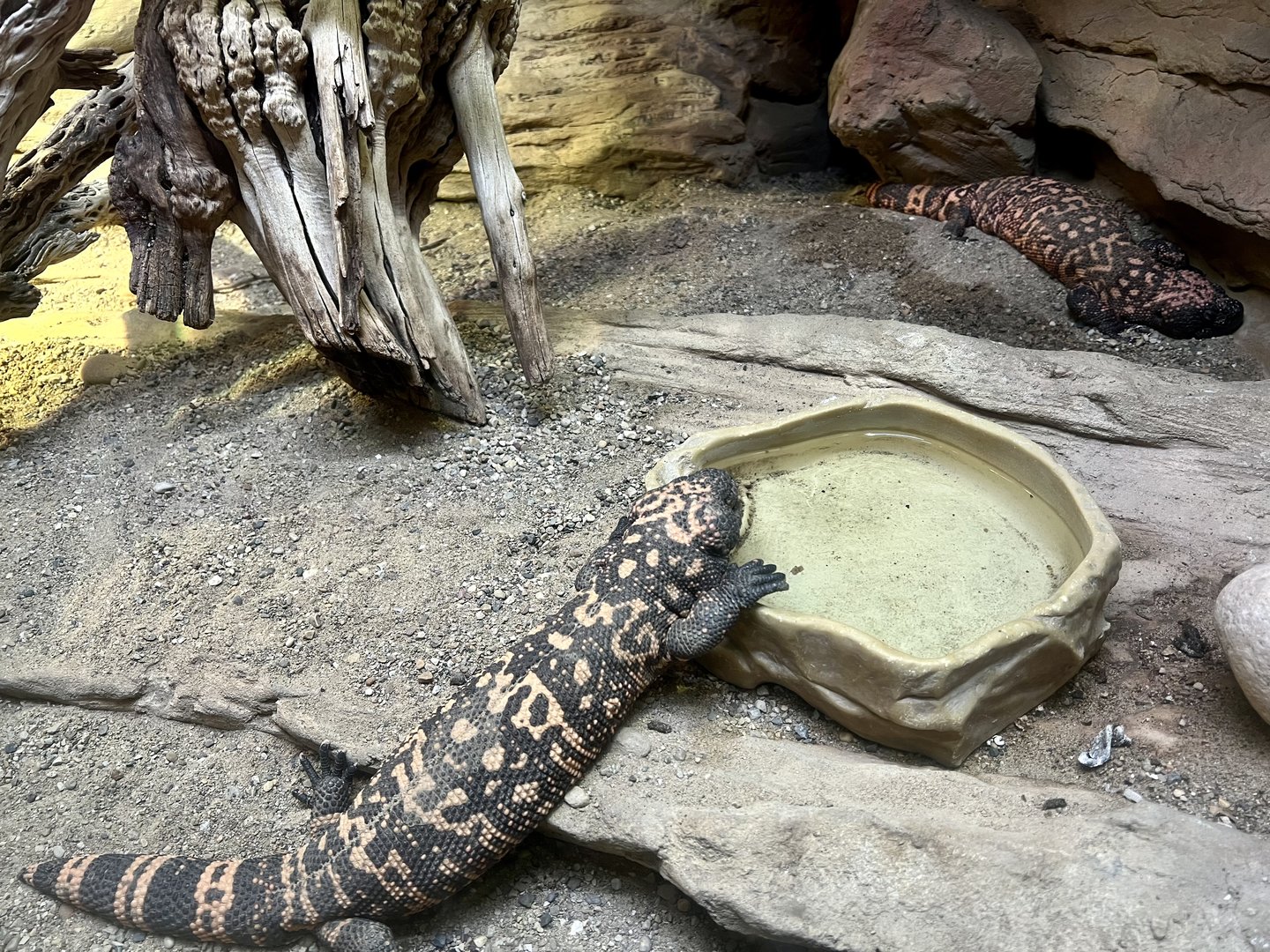 Gila Monsters