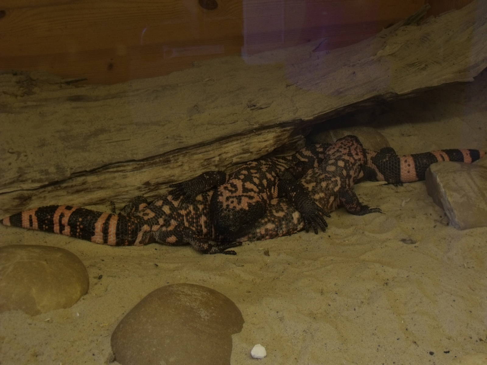 Gila Monsters