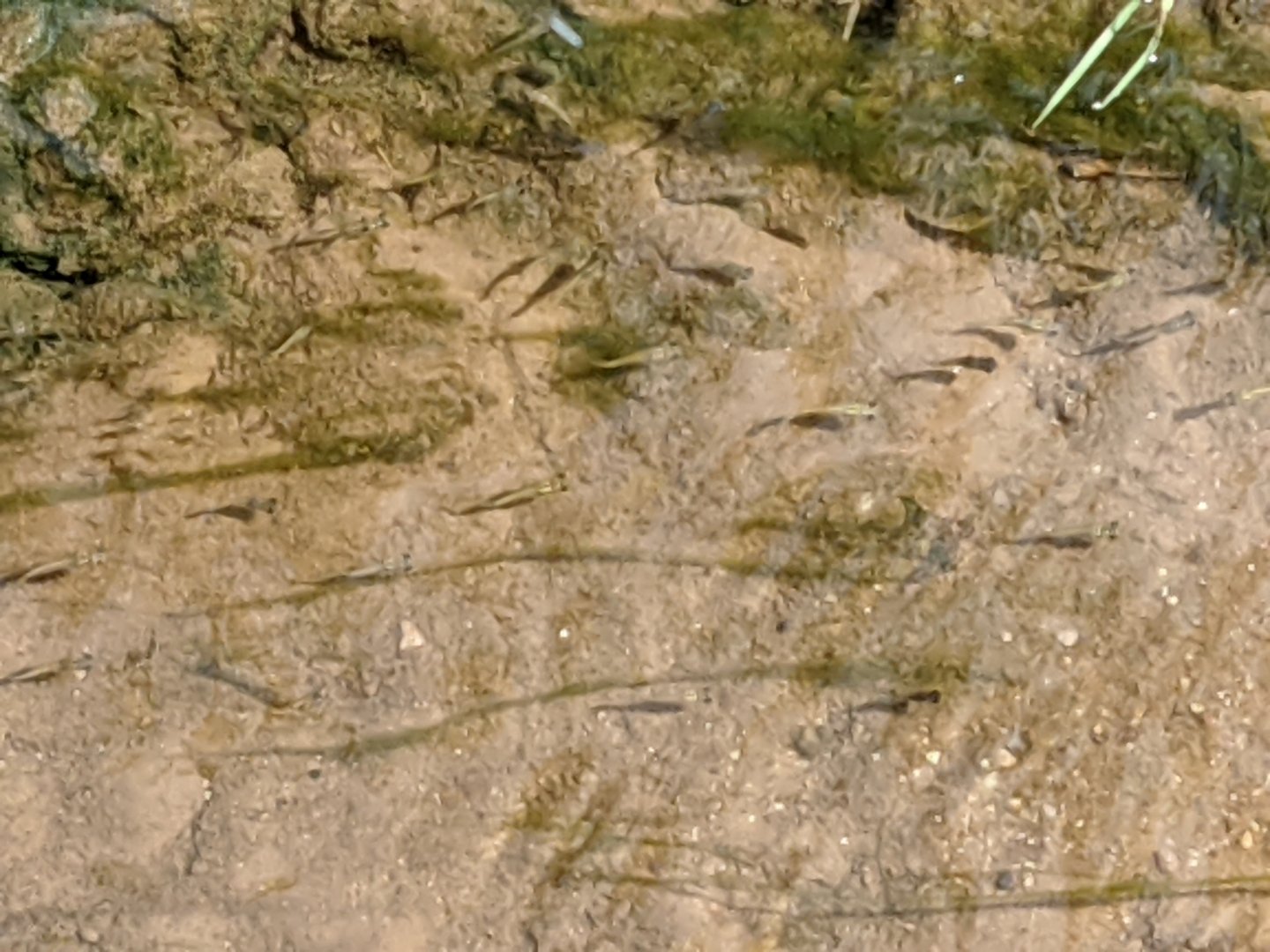 Gila topminnow (Poeciliopsis occidentalis)