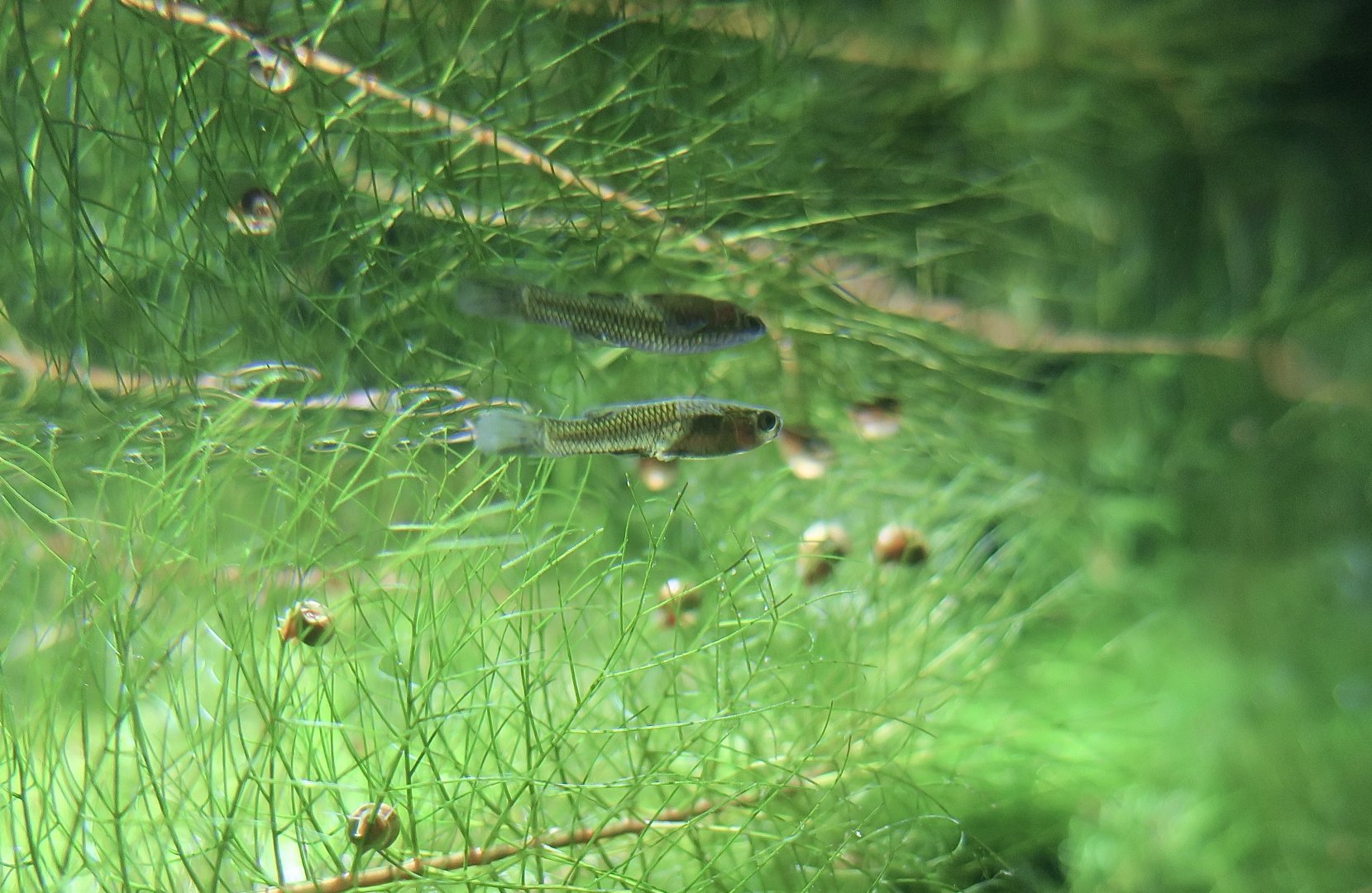 Gila Topminnow (Poeciliopsis occidentalis)