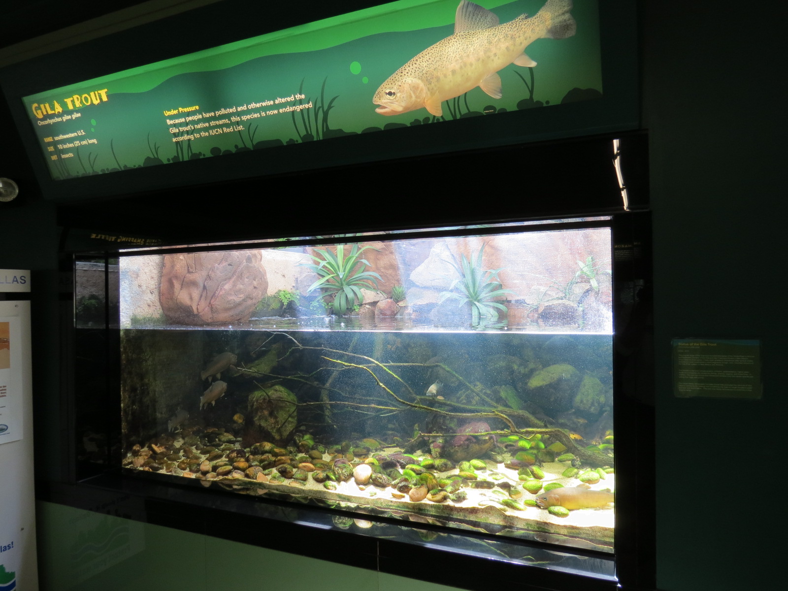 Gila Trout Exhibit