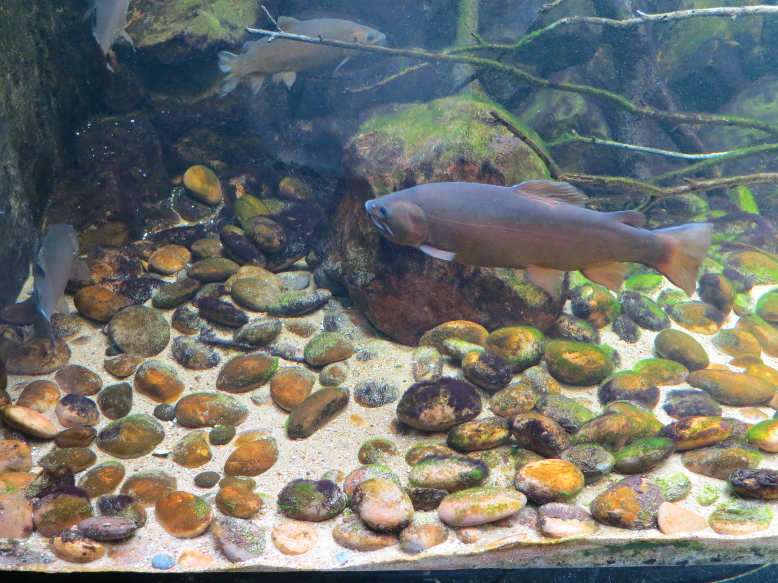 Gila Trout Exhibit