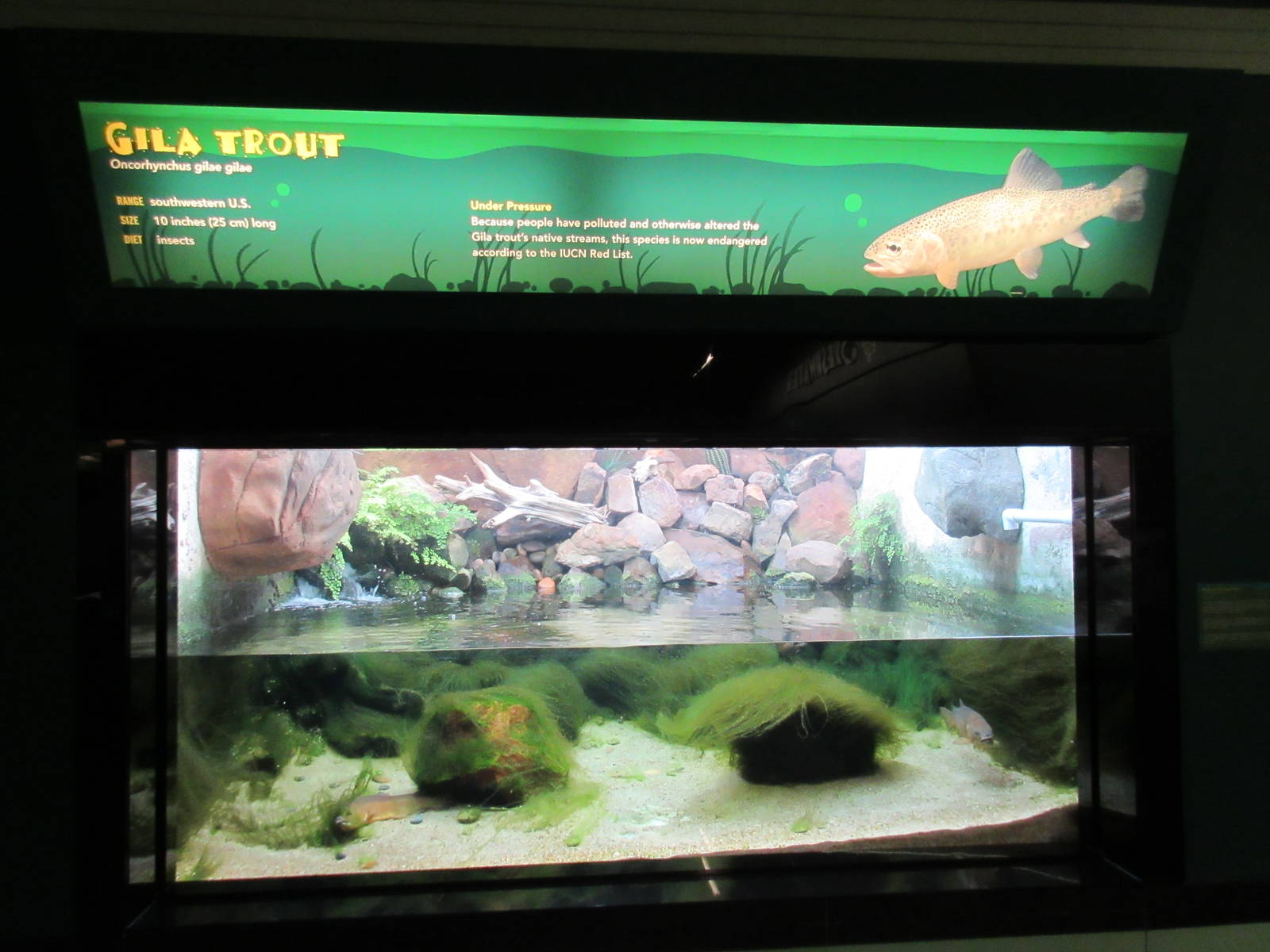 Gila Trout Exhibit