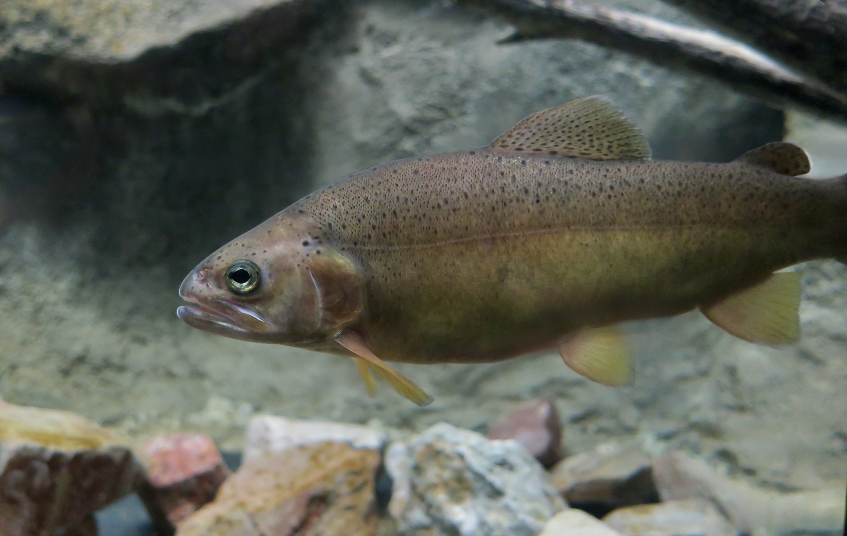 Gila Trout (Oncorhynchus gilae)