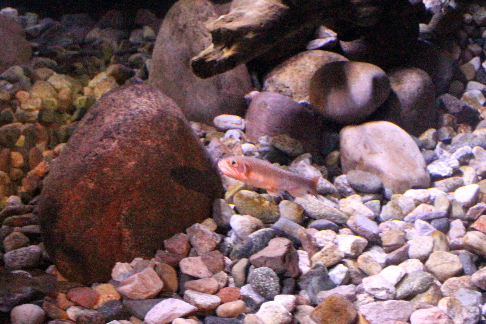 Gila Trout