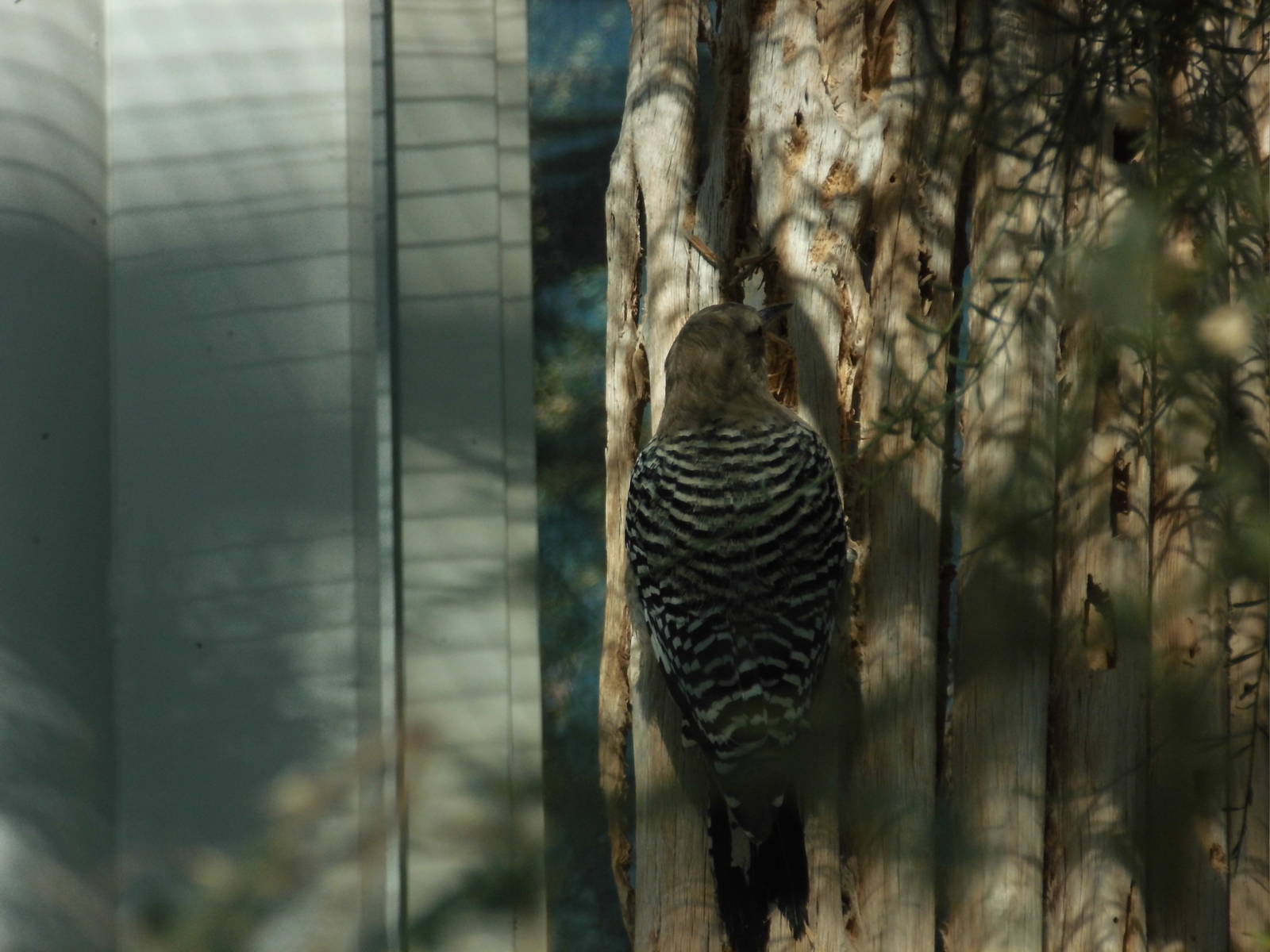 Gila woodpecker at North carolina zoo 2015-1-19