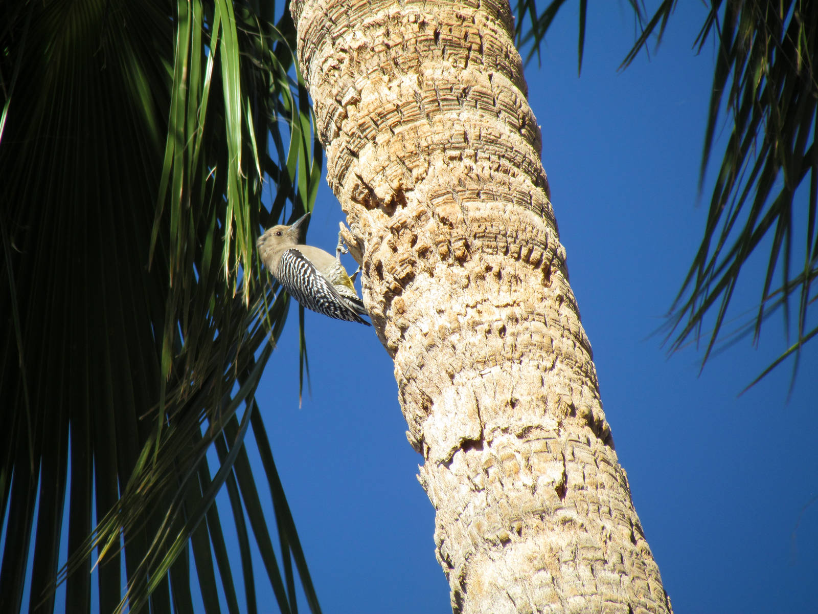 Gila Woodpecker - female