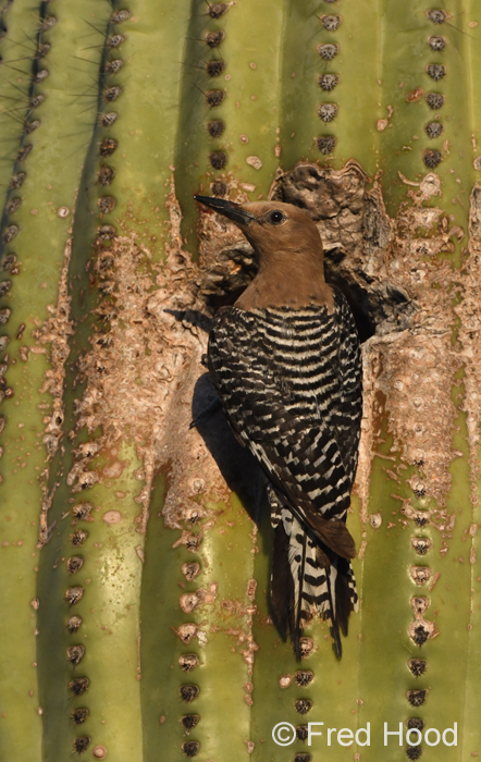 gila woodpecker (on nest cavity)