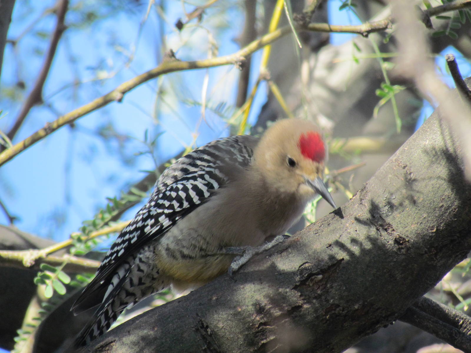 Gila Woodpecker (wild)