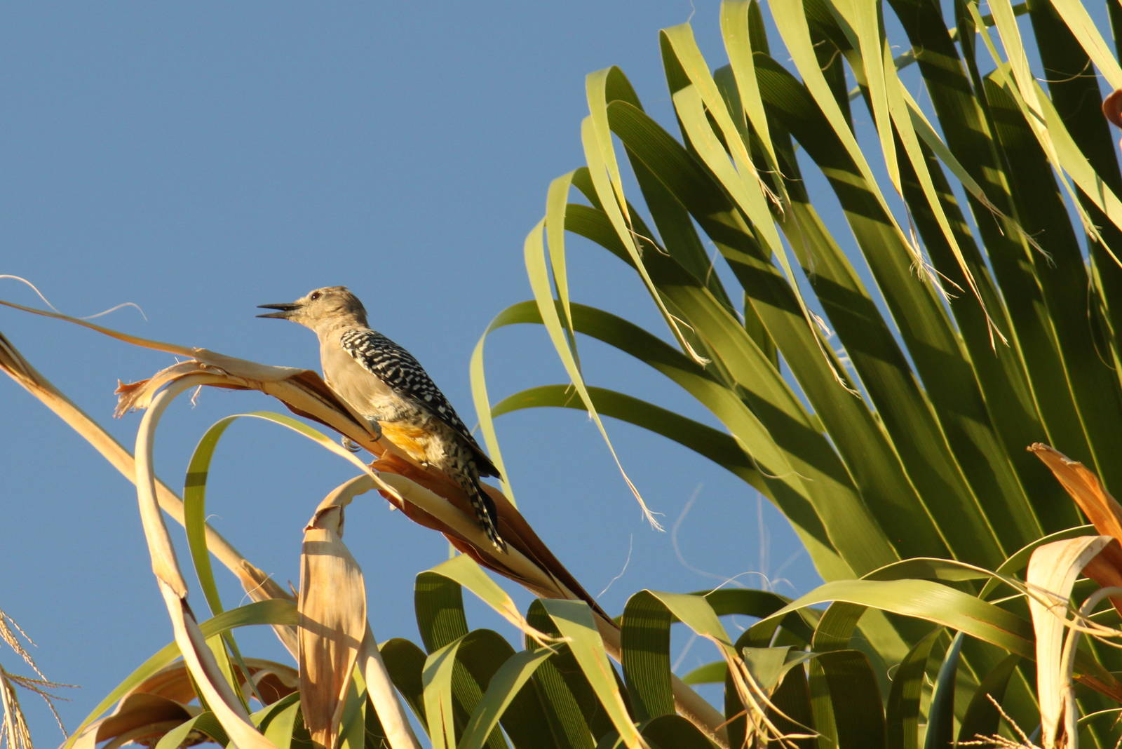 Gila Woodpecker (wild)