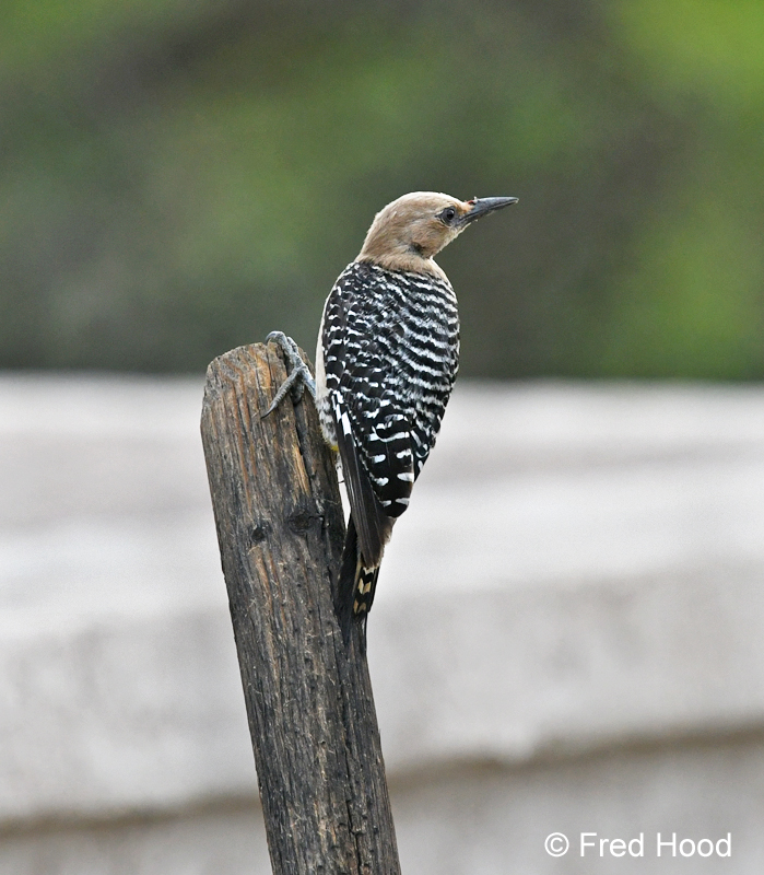 gila woodpecker