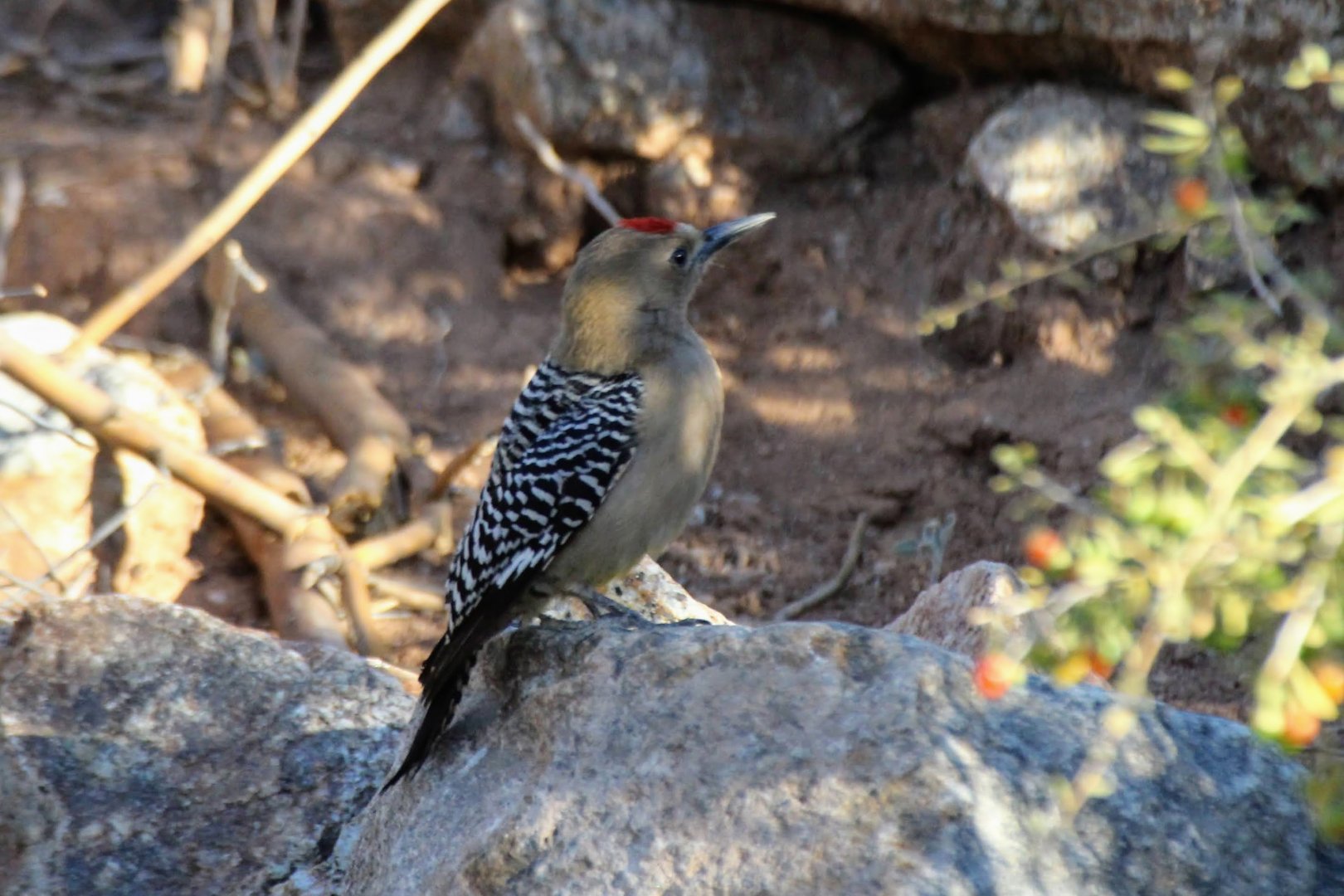 Gila Woodpecker