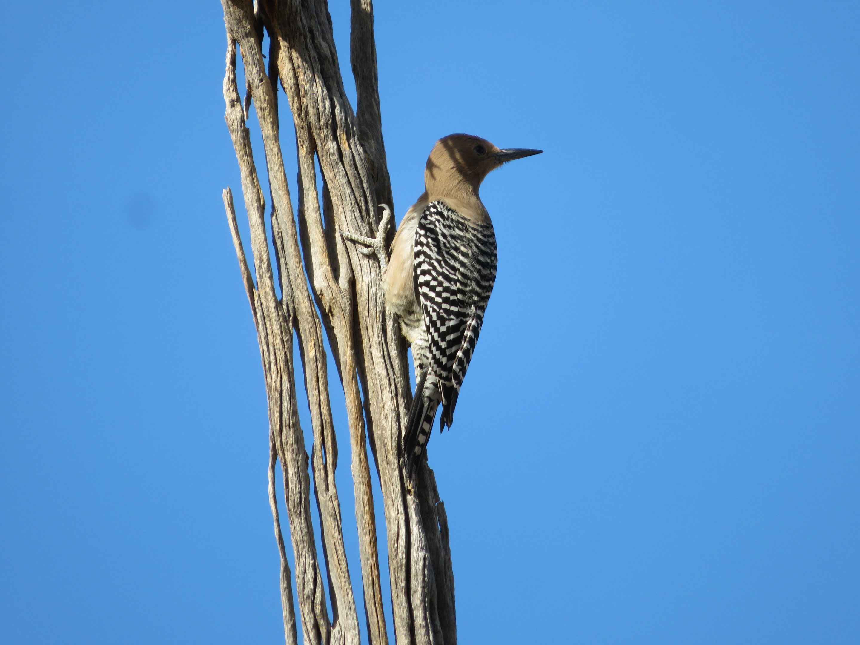 Gila Woodpecker