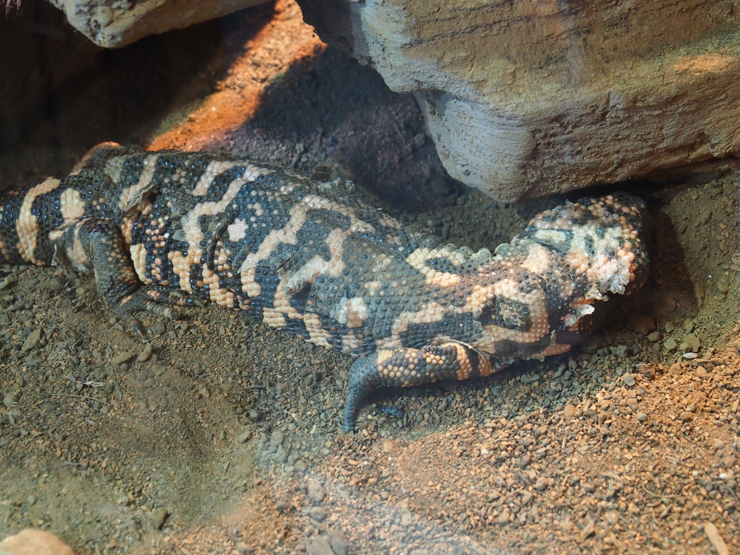 Gilamonster (Heloderma suspectum)