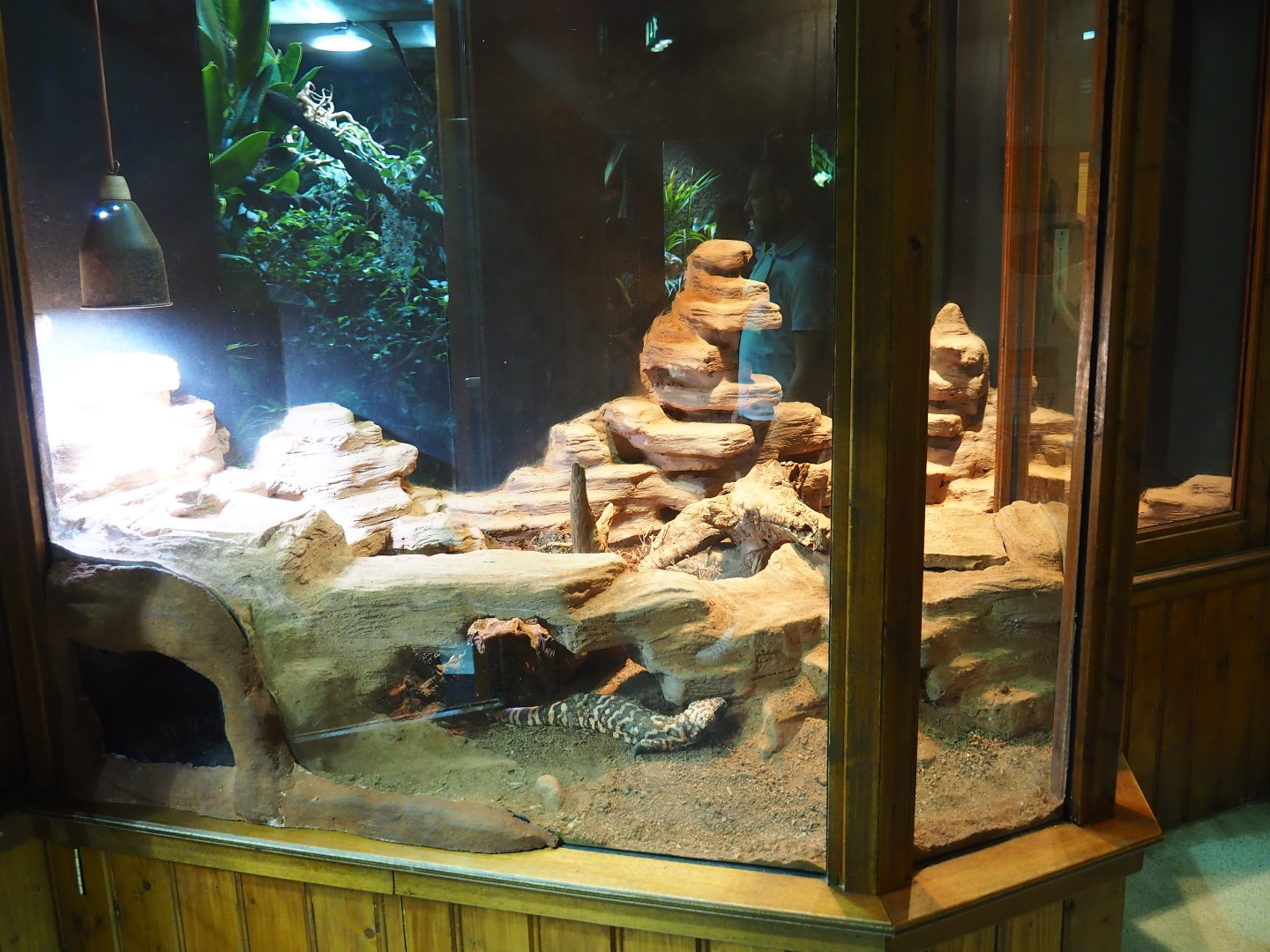 Gilamonster terrarium