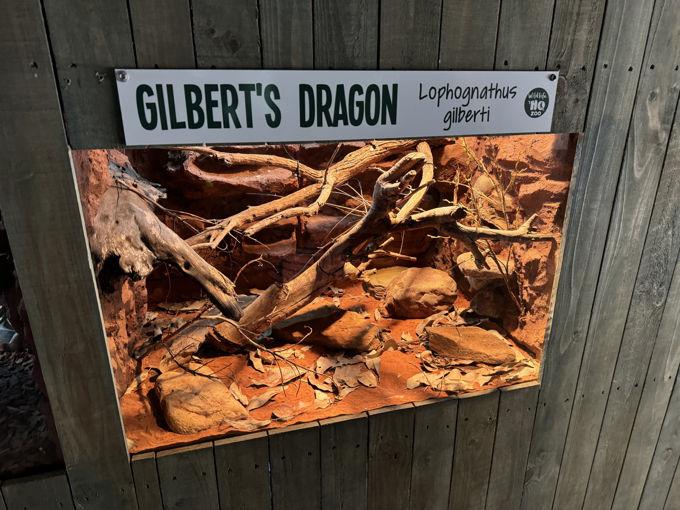 Gilbert’s dragon enclosure