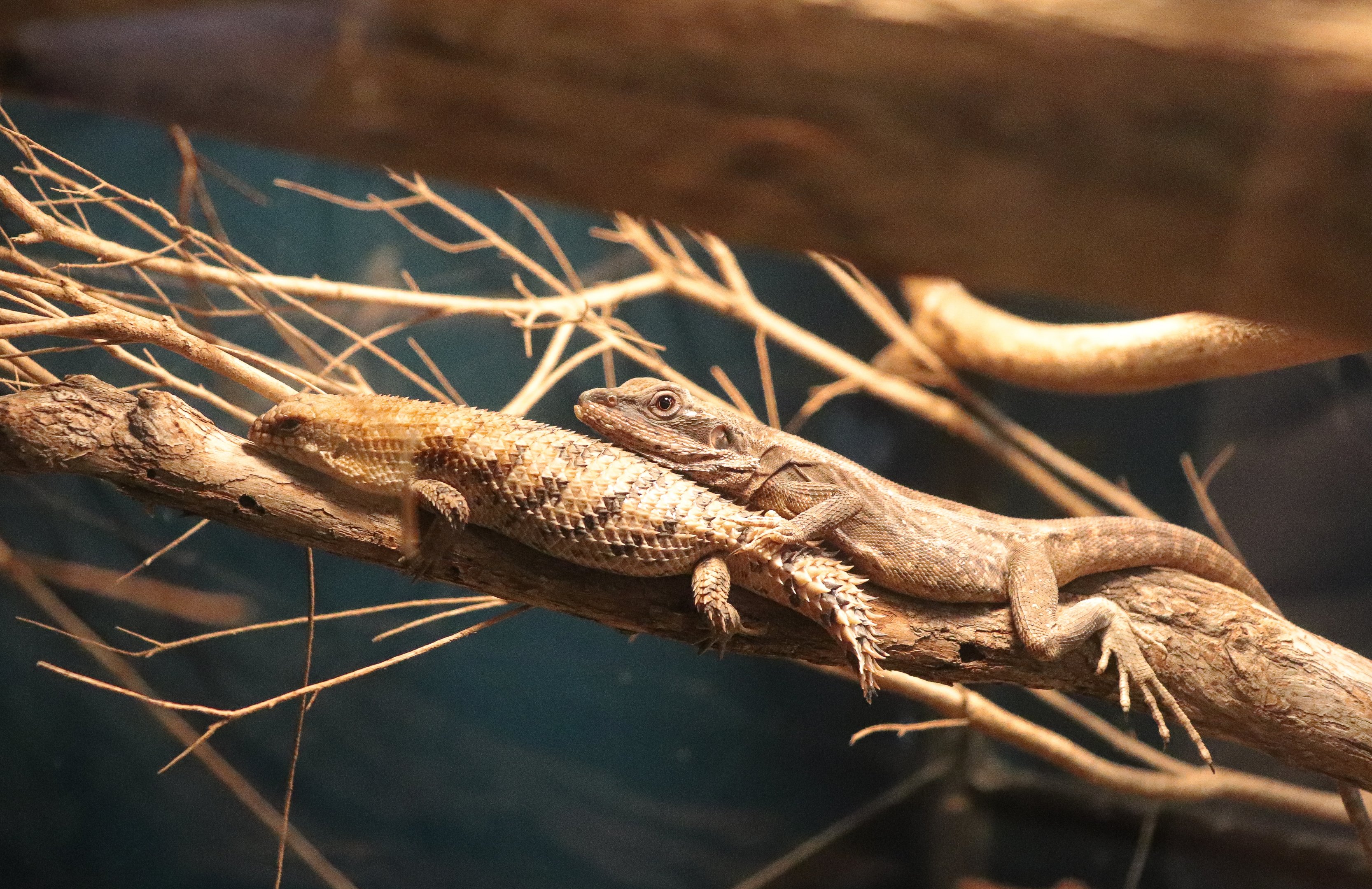 Gilbert's Dragon (Lophognathus gilberti) and Pygmy Spiny-tailed Skink (Egernia depressa)