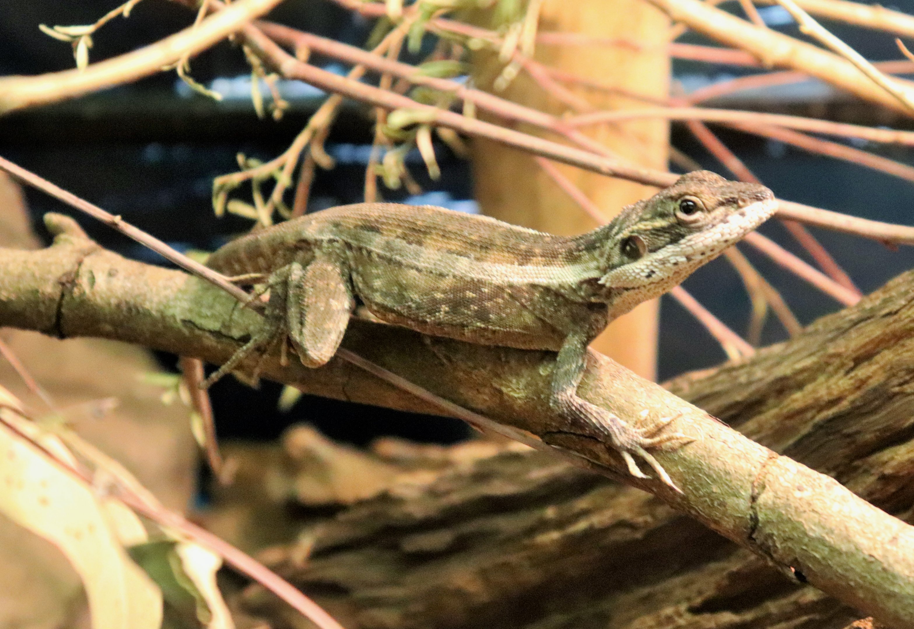 Gilbert's Dragon (Lophognathus gilberti)