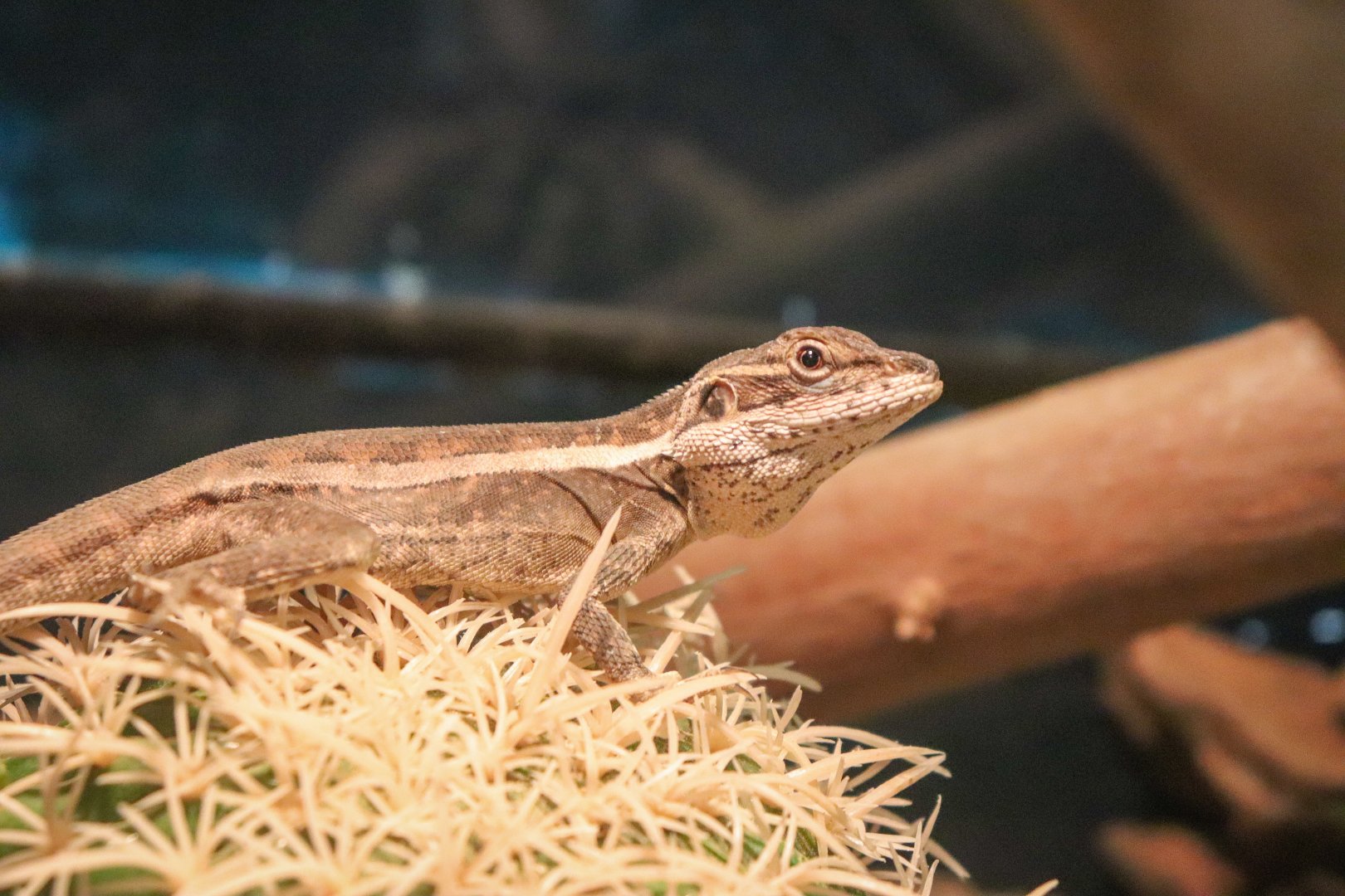 Gilbert's Dragon (Lophognathus gilberti)