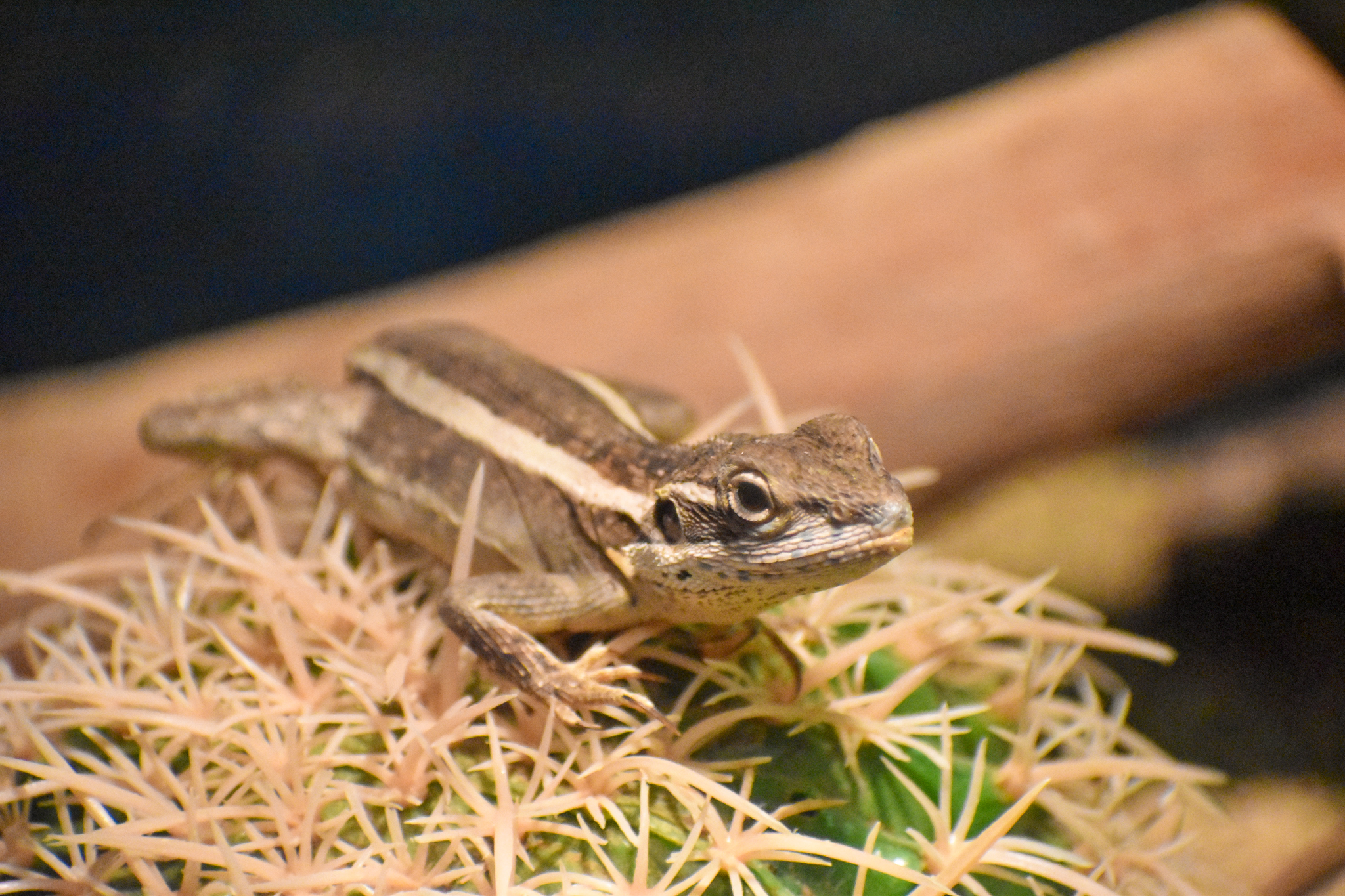 Gilbert's Dragon (Lophognathus gilberti)