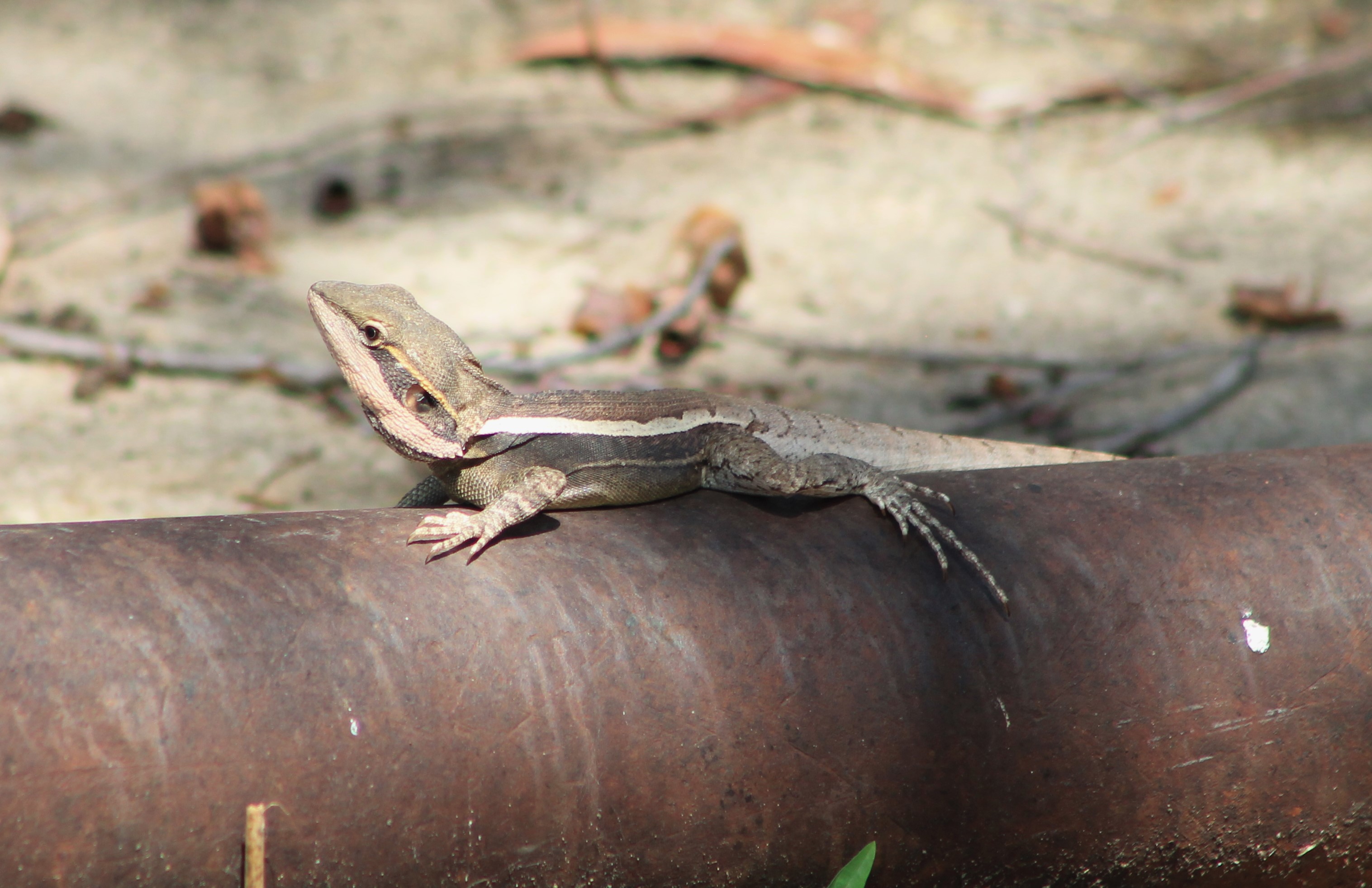 Gilbert’s Dragon (Lophognathus gilberti)