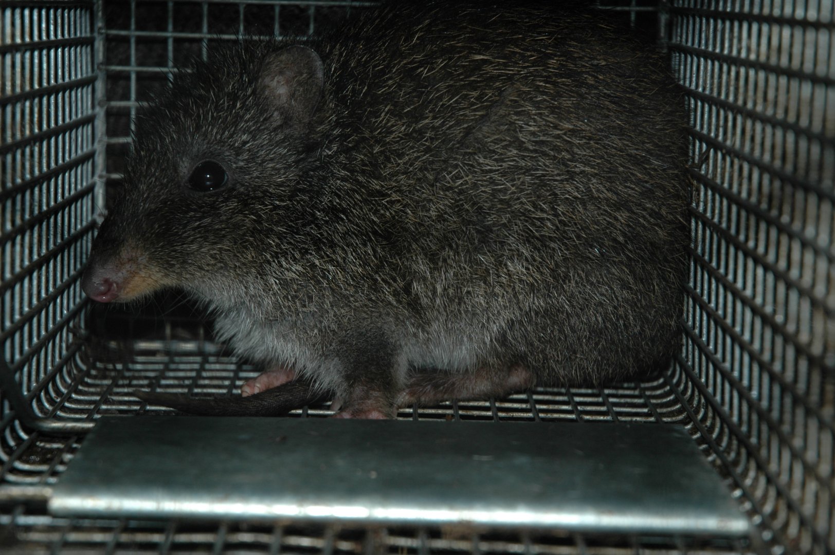 Gilbert’s Potoroo (Potorous gilbertii)