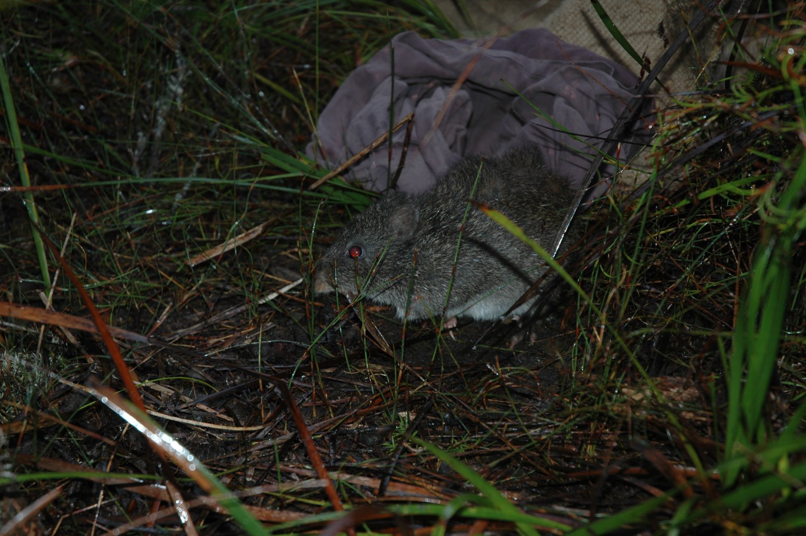 Gilbert’s Potoroo (Potorous gilbertii)