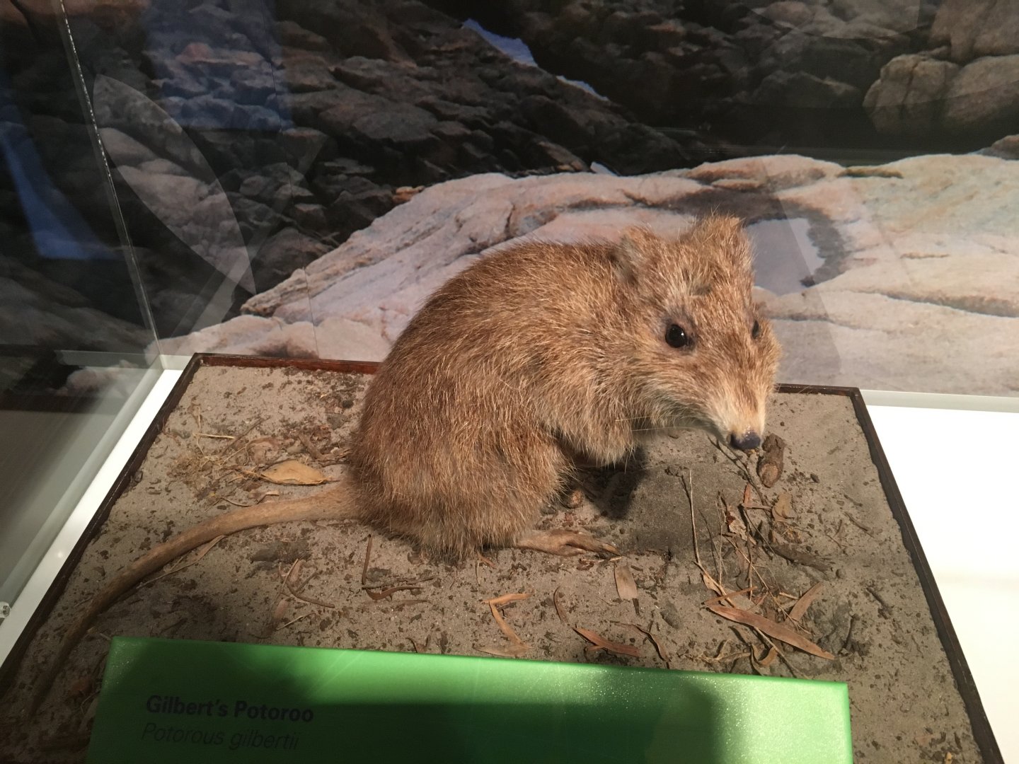 Gilbert’s Potoroo