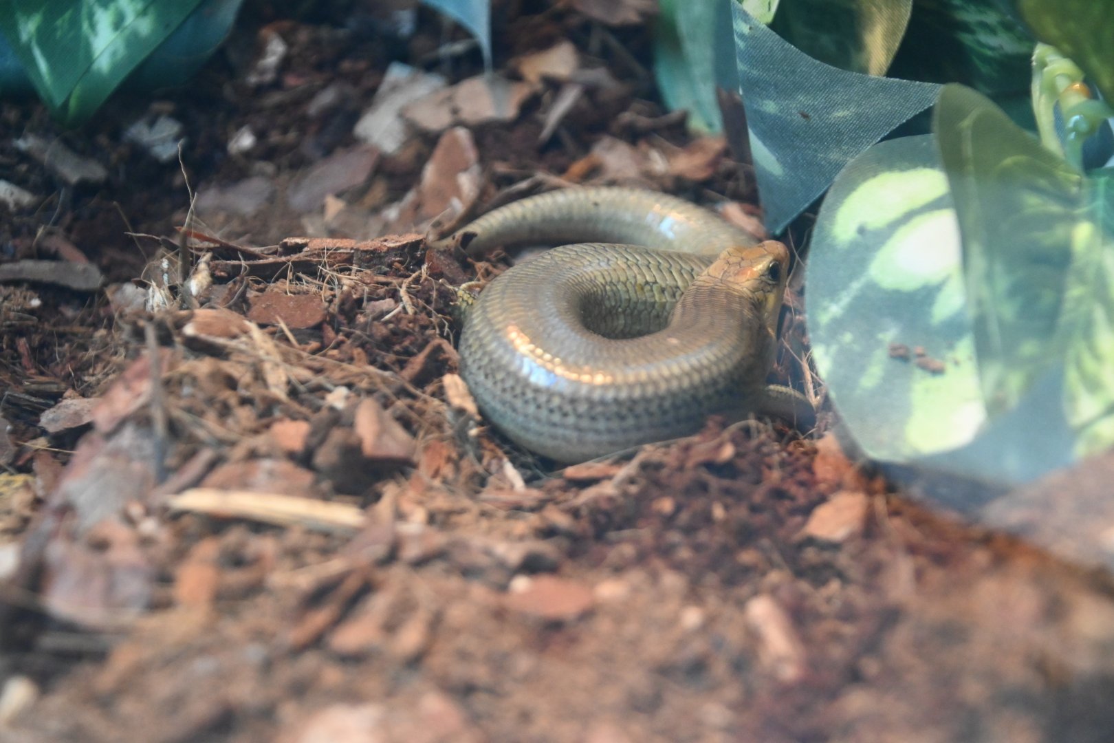 Gilbert's skink (Plestiodon gilberti)