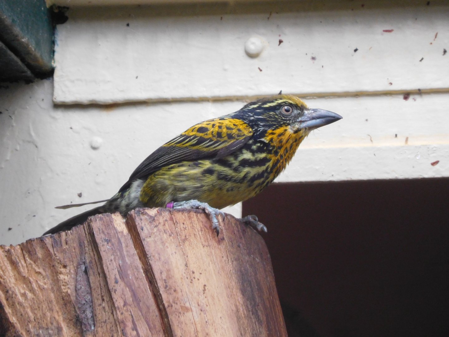Gilded barbet (Capito auratus)