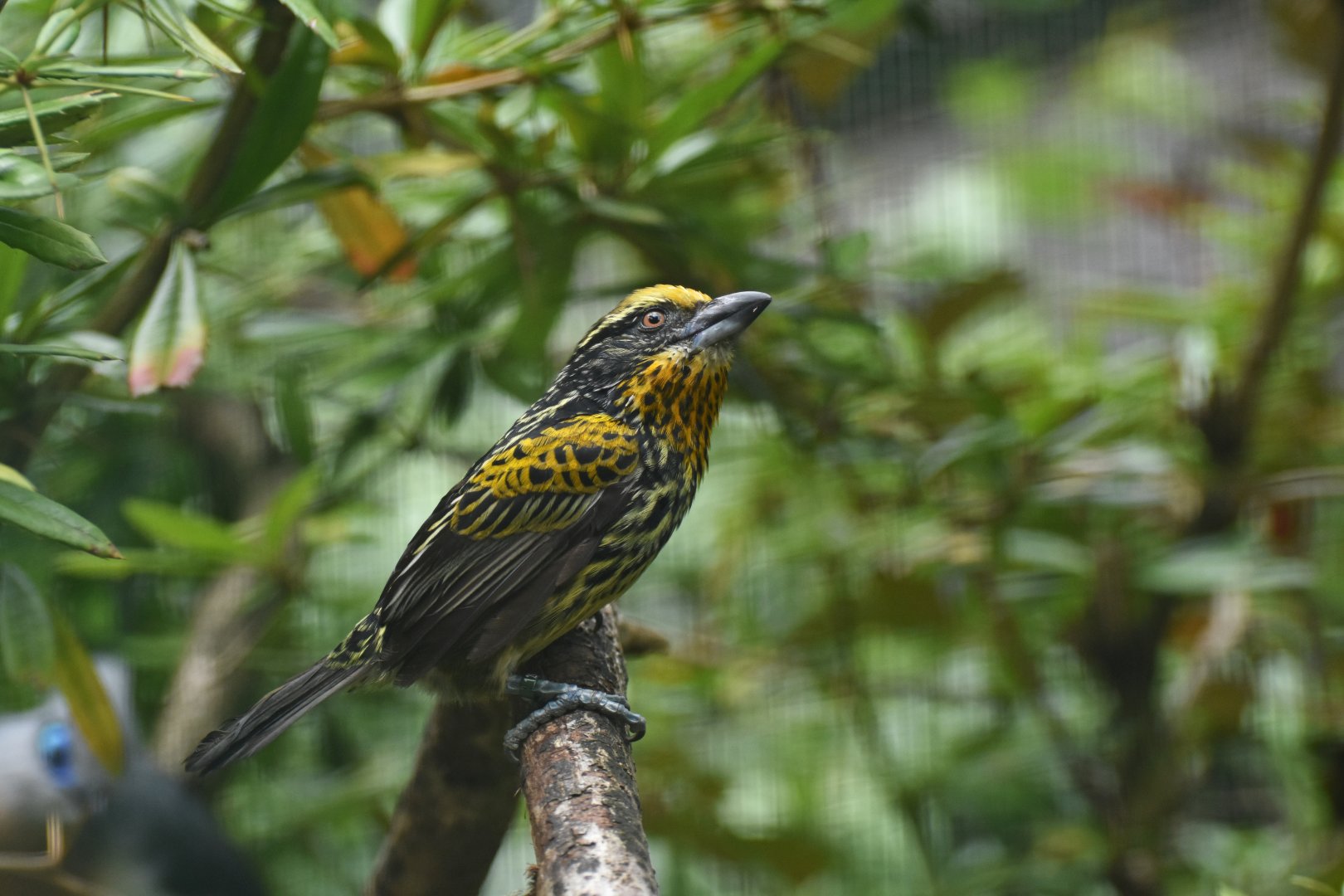 Gilded Barbet Capito auratus
