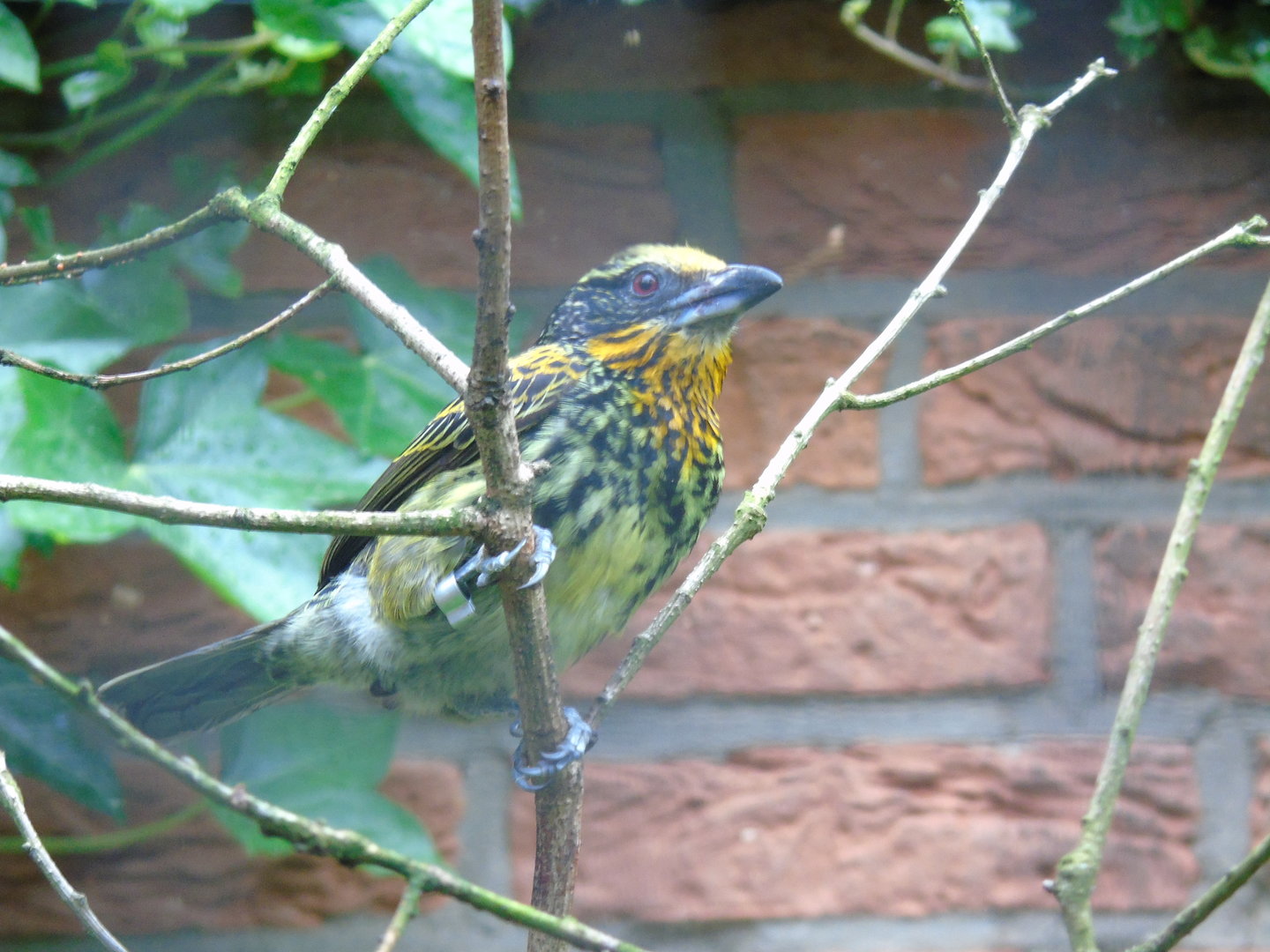 Gilded barbet - May 2017