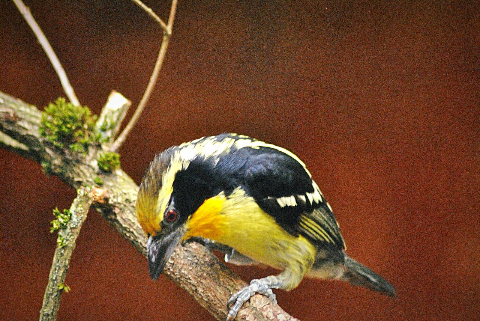 Gilded barbet