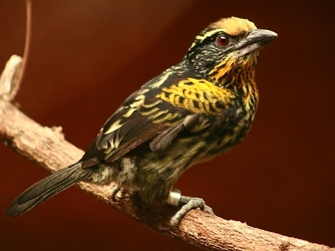 Gilded Barbet