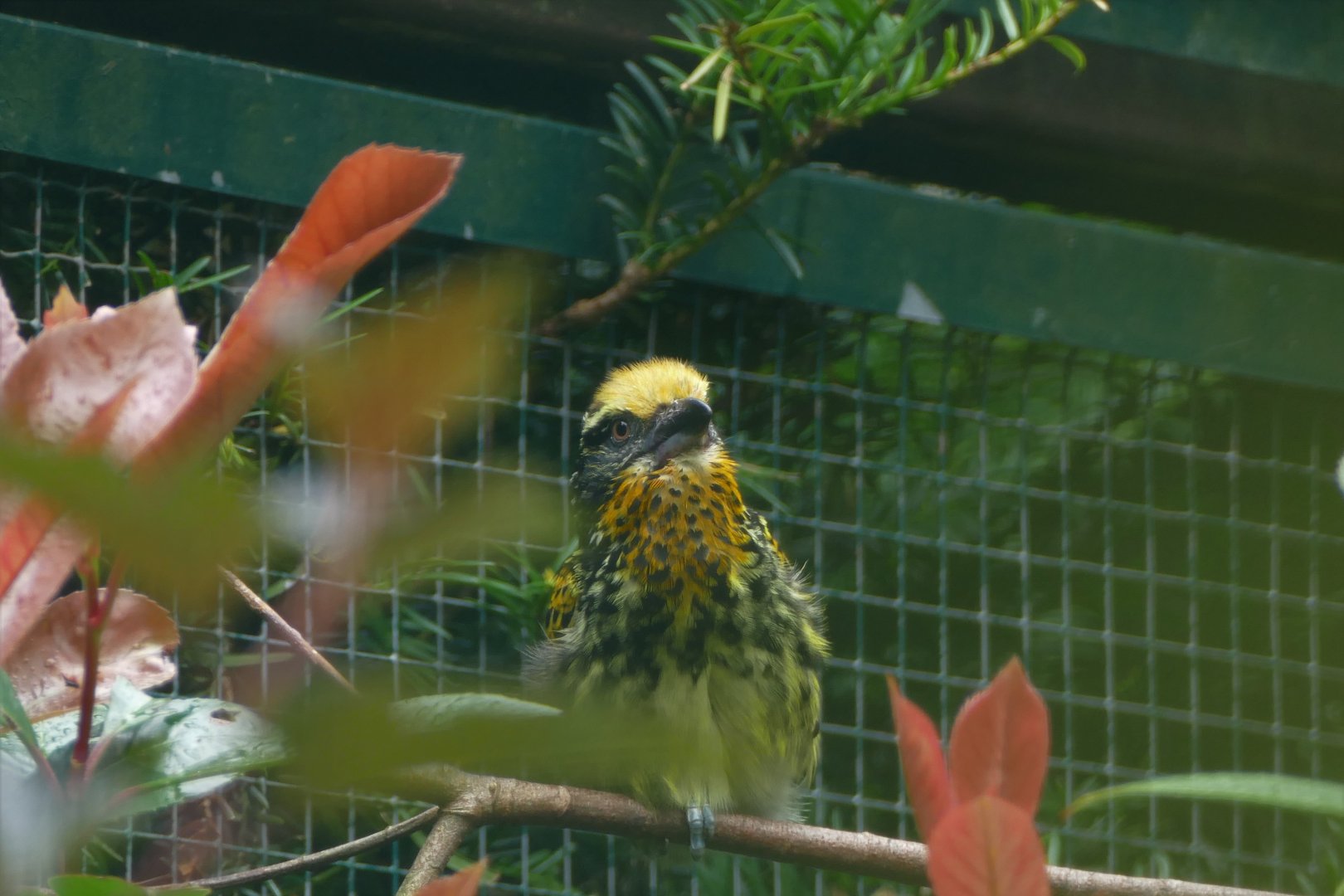 Gilded Barbet