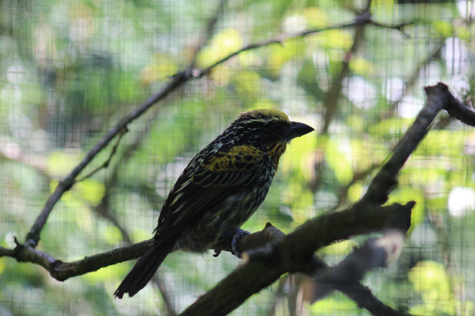 Gilded Barbet