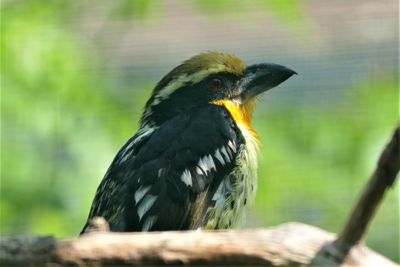 Gilded Barbet
