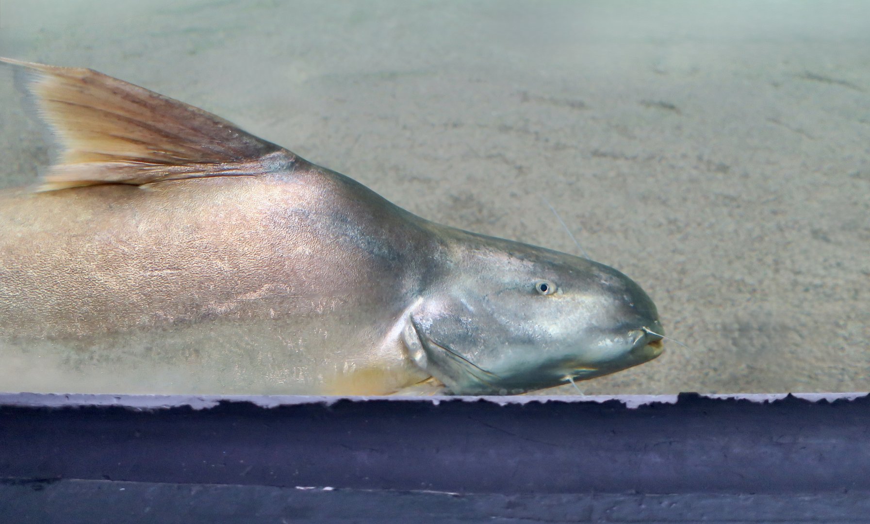 Gilded Catfish (Brachyplatystoma rousseauxii)