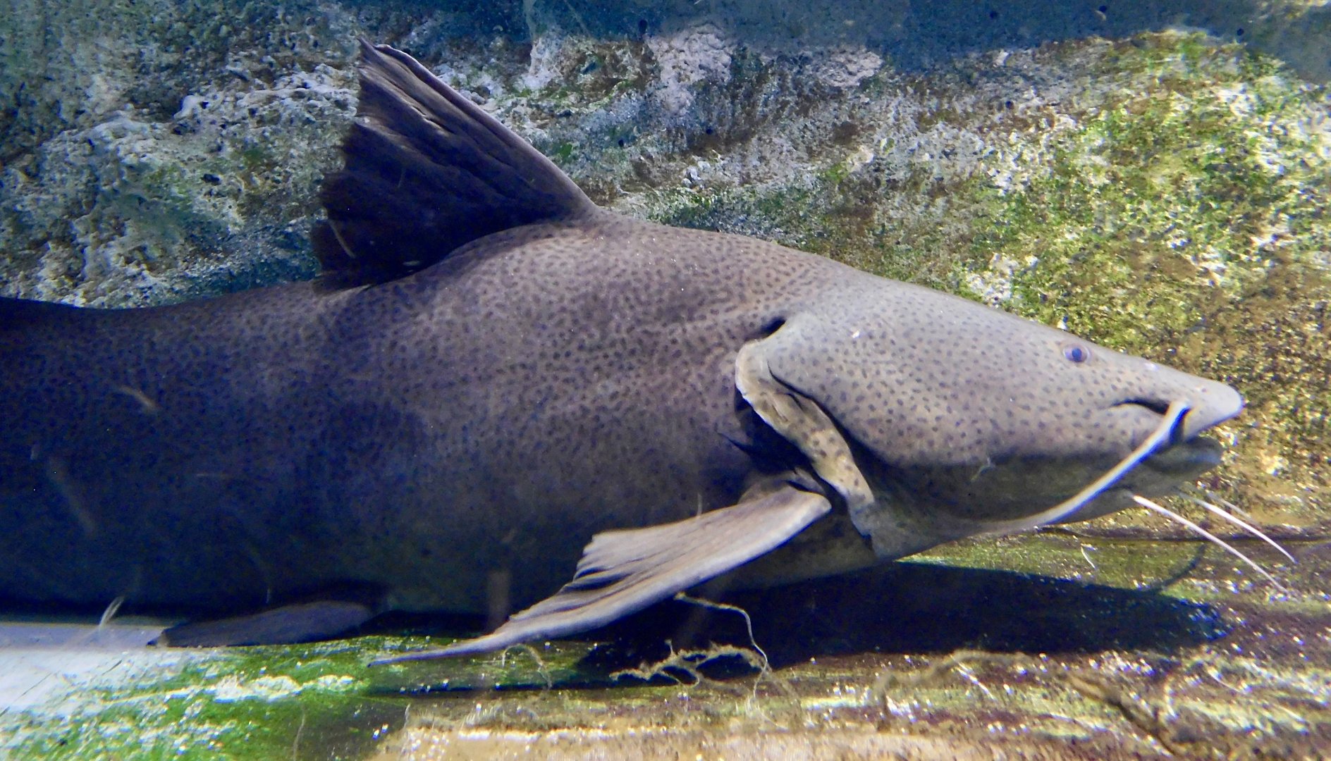 Gilded Catfish (Zungaro zungaro) - Kawasui Kawasaki Aquarium November 19, 2025