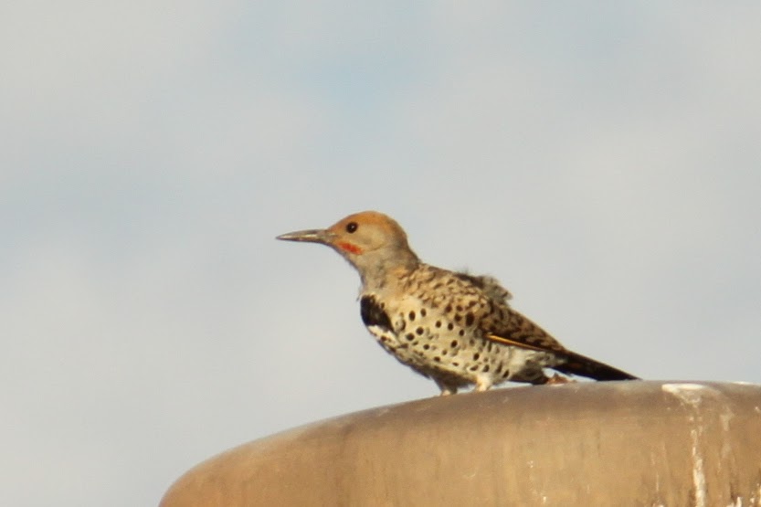 Gilded Flicker