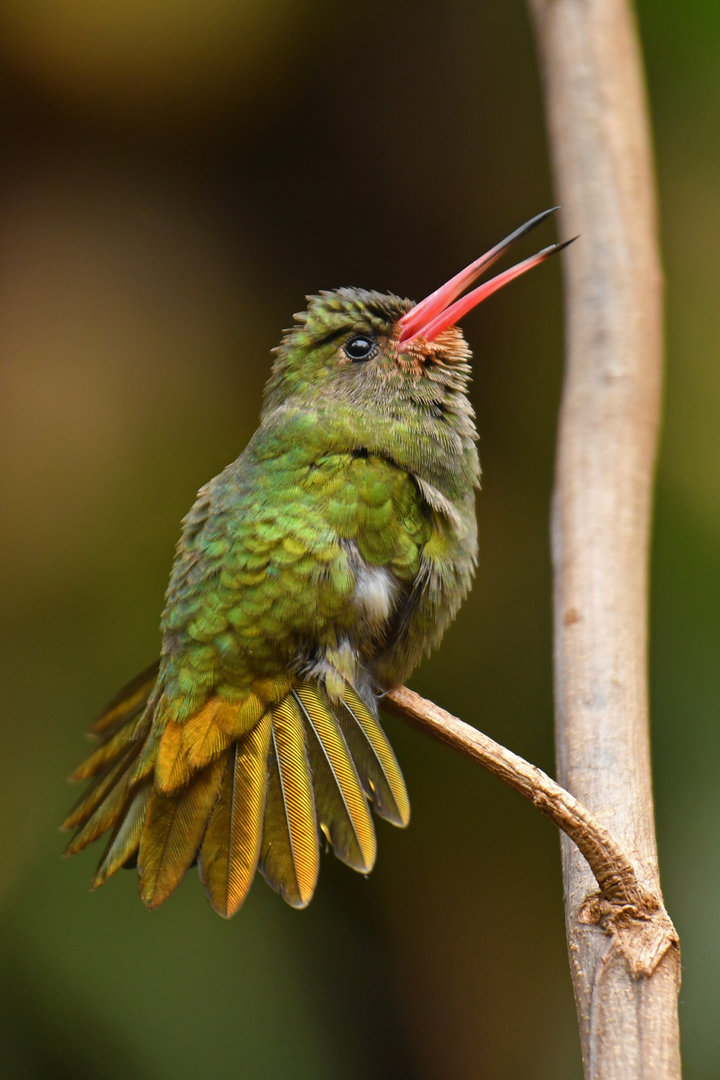 Gilded Hummingbird Hylocharis chrysura